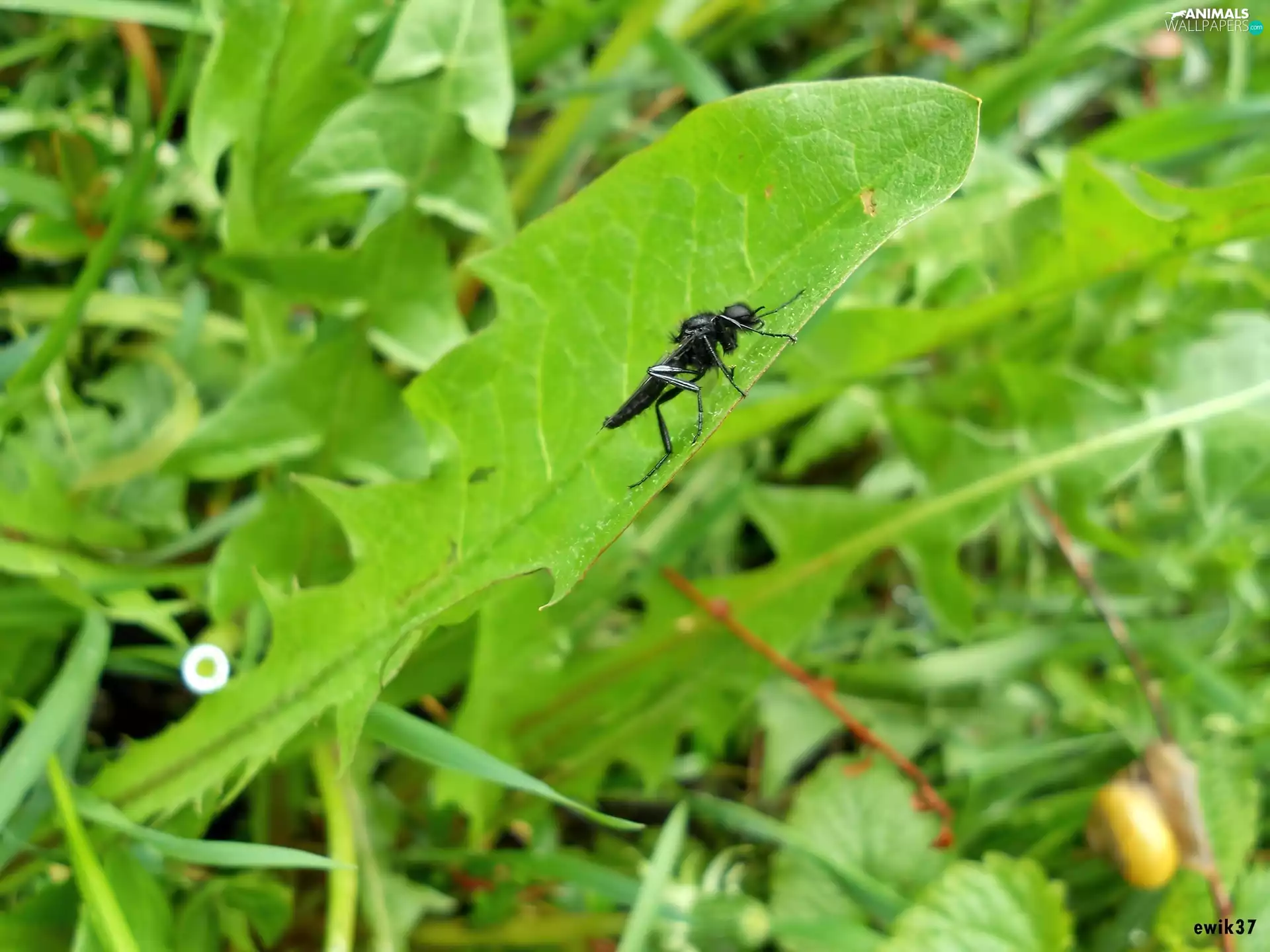 leaf, fly, Close, nun