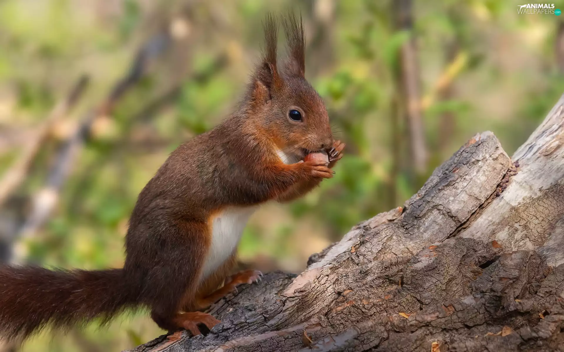 nut, squirrel, branch