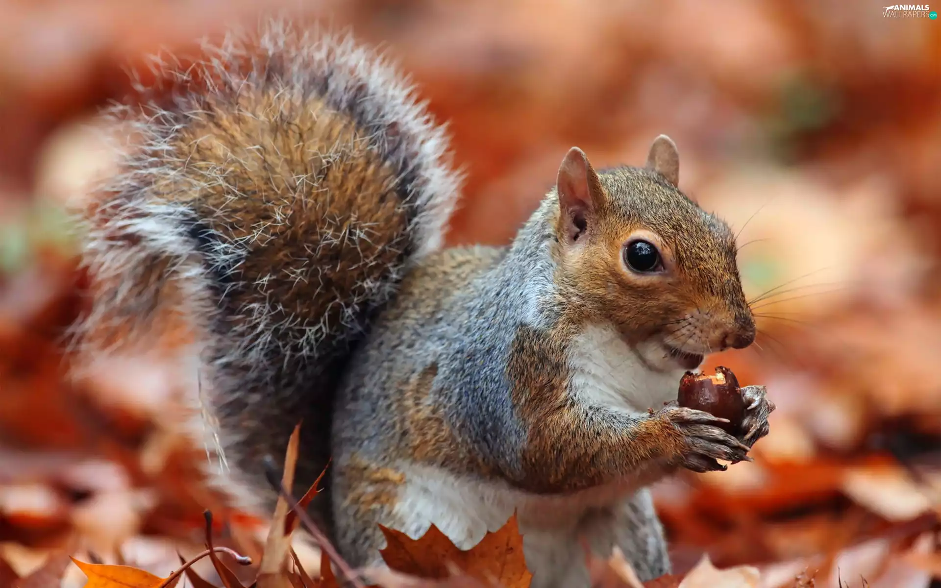 nut, squirrel, Leaf