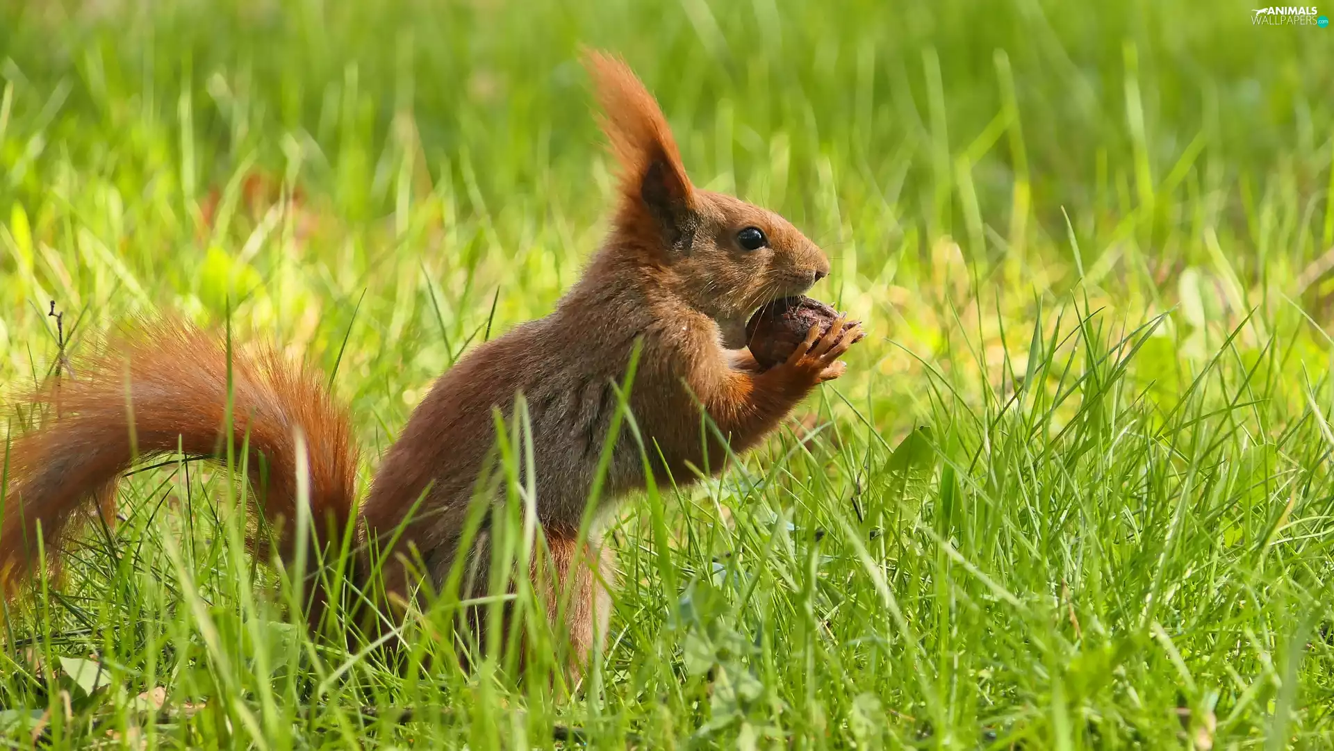 nut, Ginger, squirrel