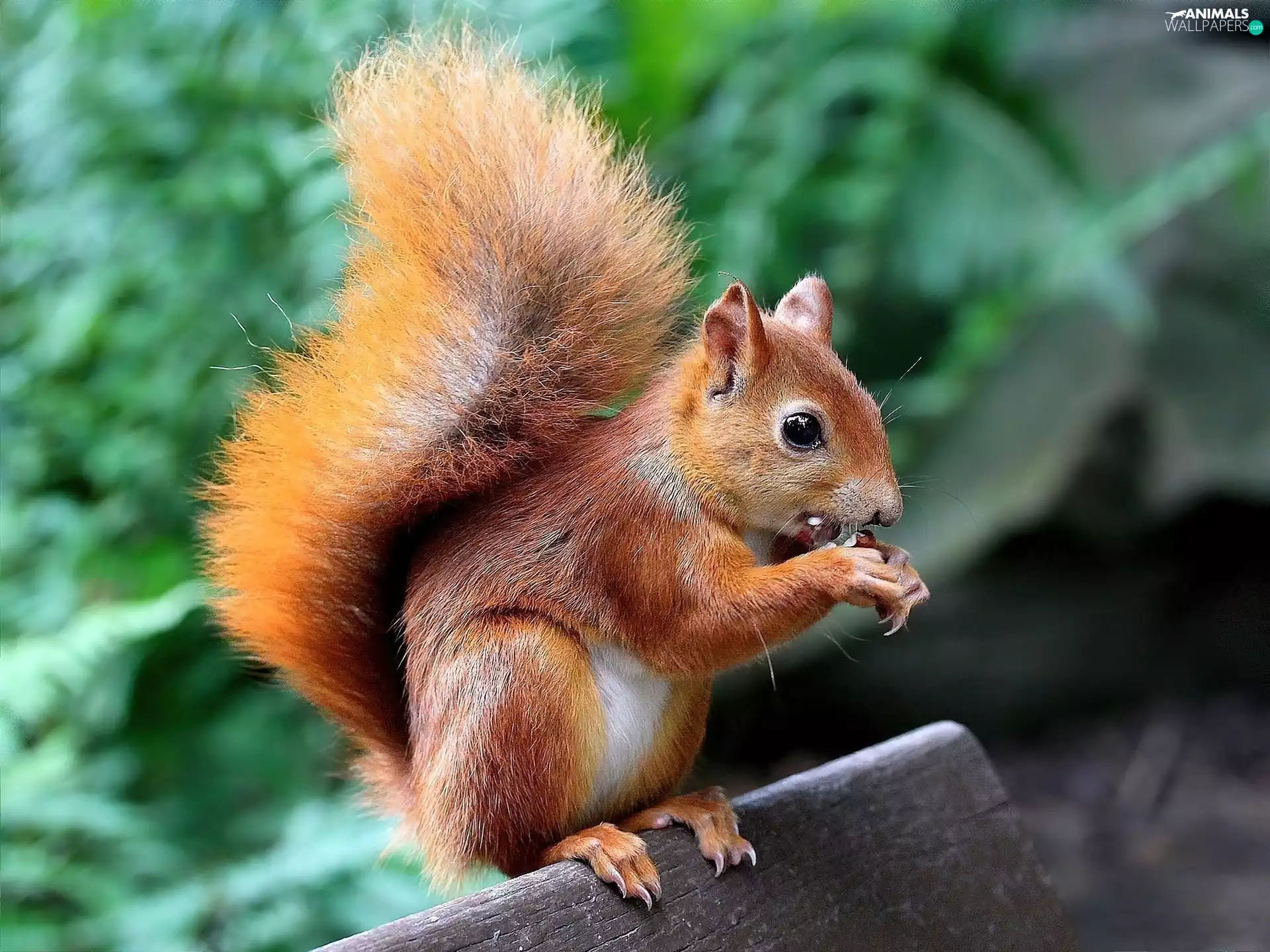 nut, Ginger, squirrel