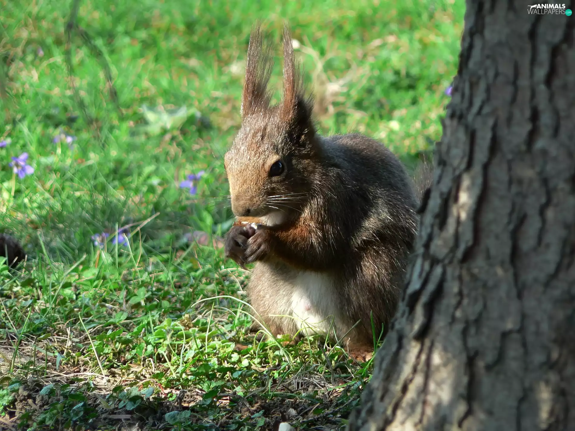 squirrel, trees, grass, nut