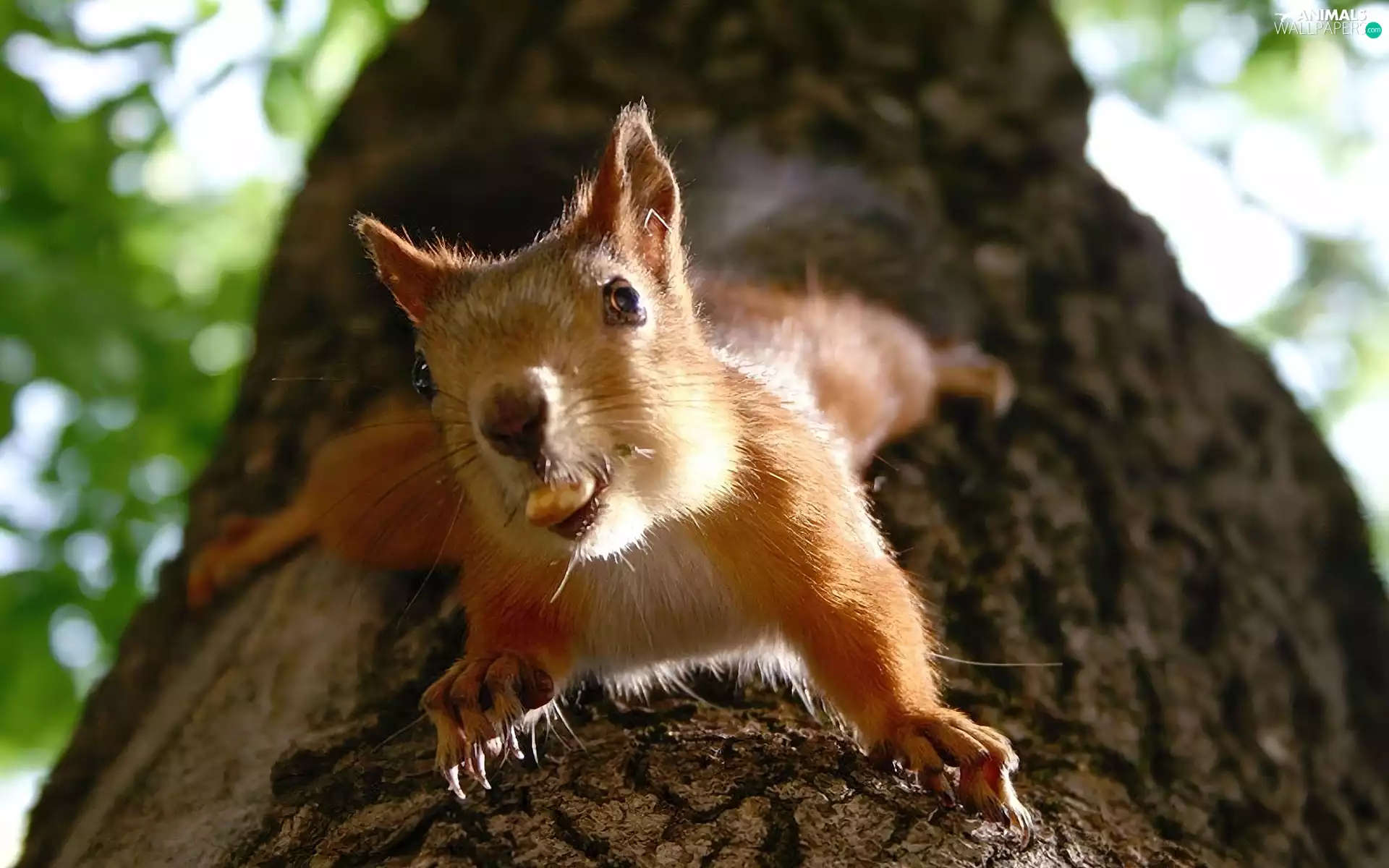 nut, squirrel, trees