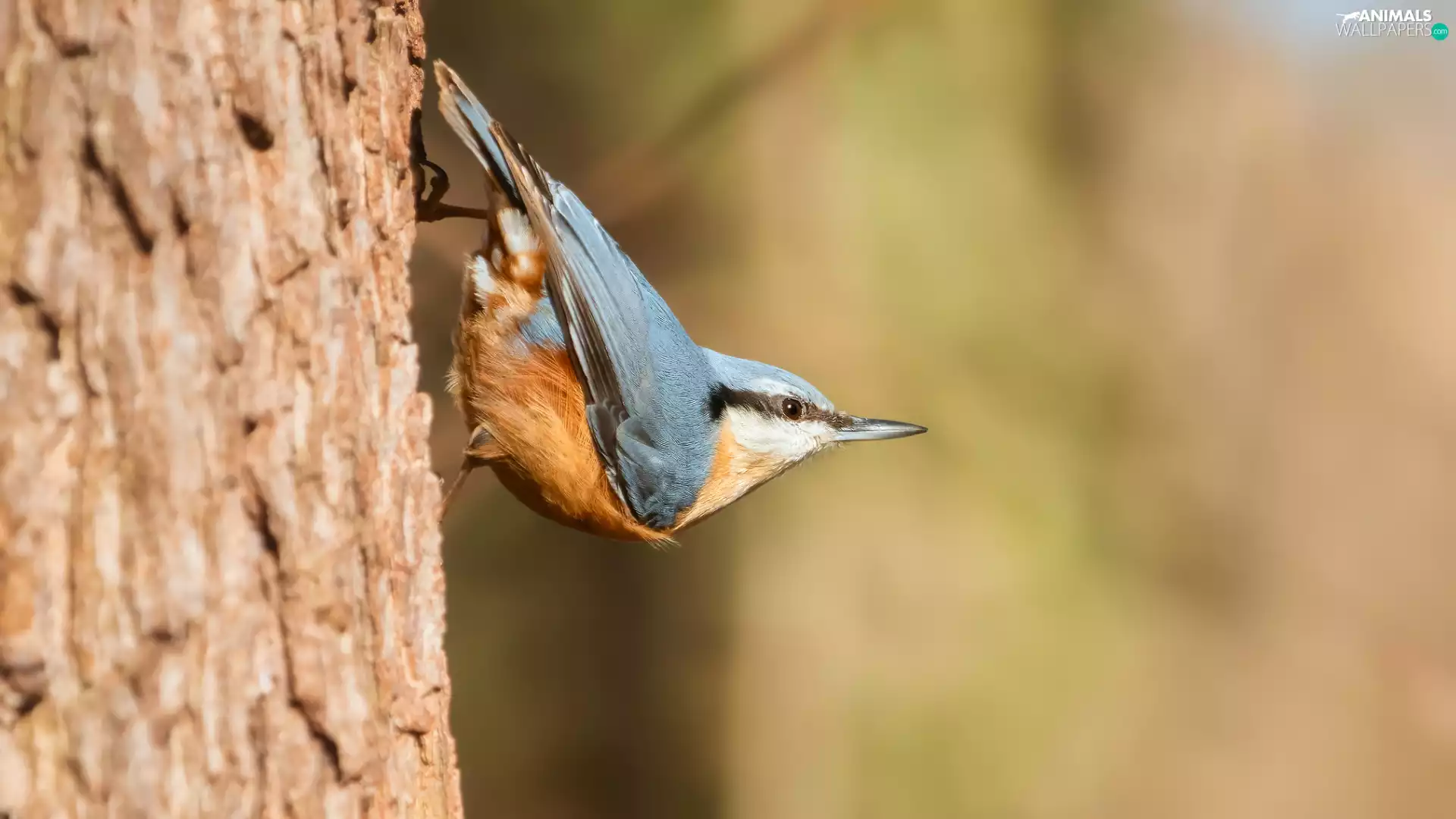 trees, Bird, Eurasian nuthatch