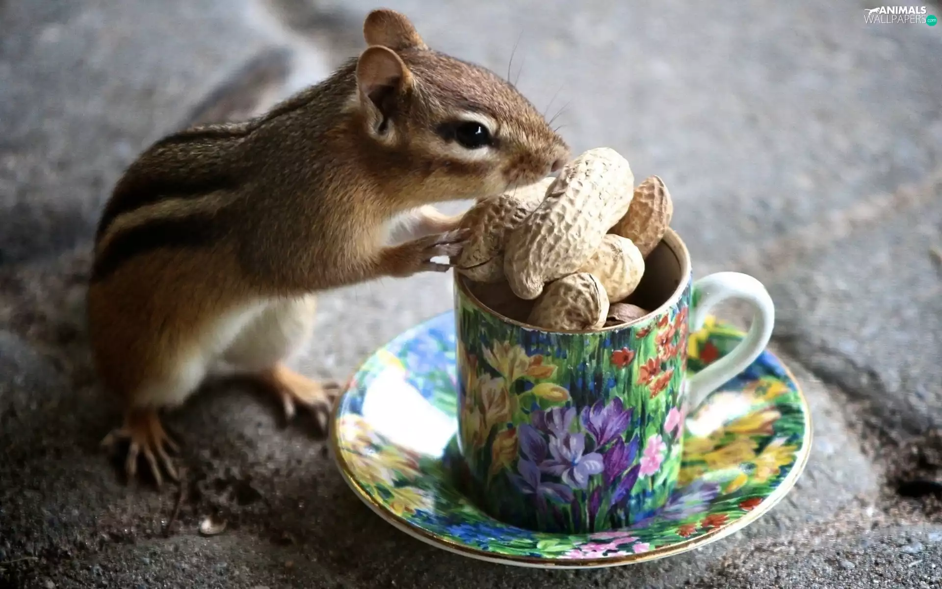 cup, nuts, squirrel, Spadefoot, Chipmunk