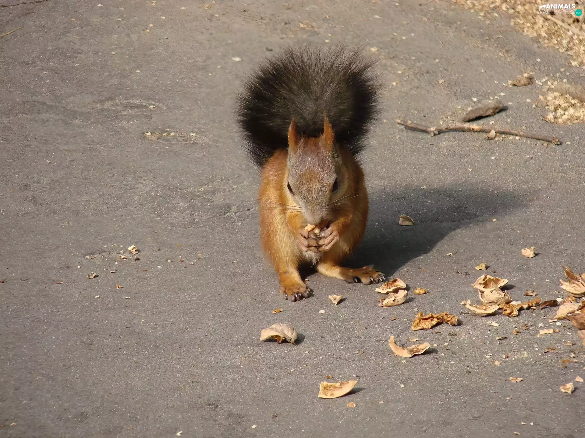 nuts, Ginger, squirrel