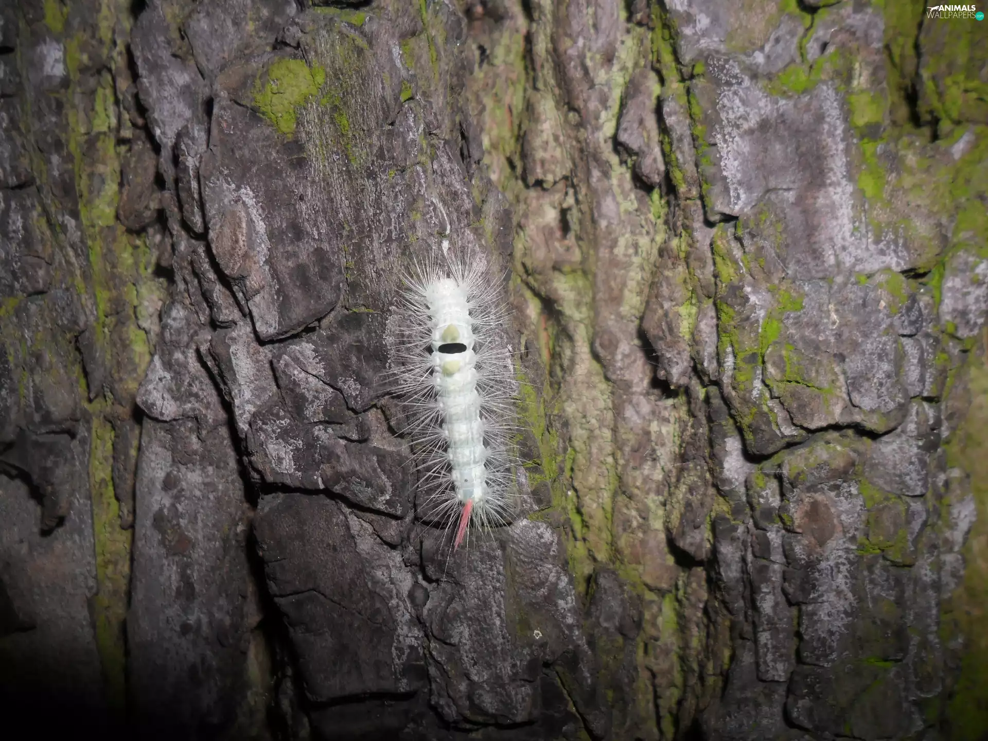 bark, oak, caterpillar, an, hairy