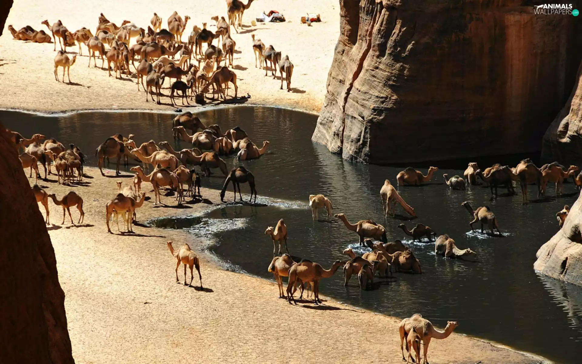 Desert, rocks, Camels, oasis