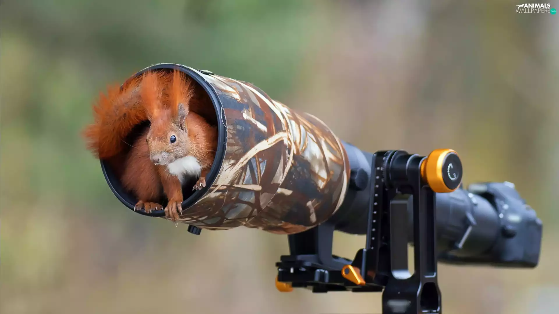 squirrel, objective, Camera, hide-away
