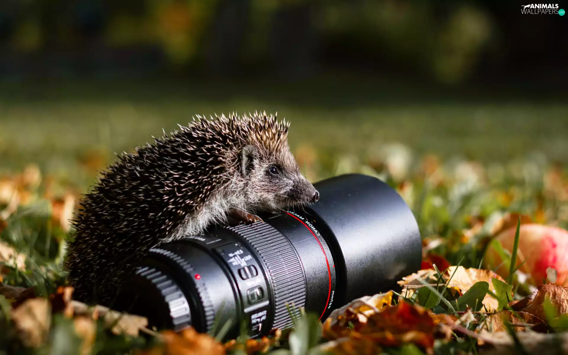 objective, hedgehog