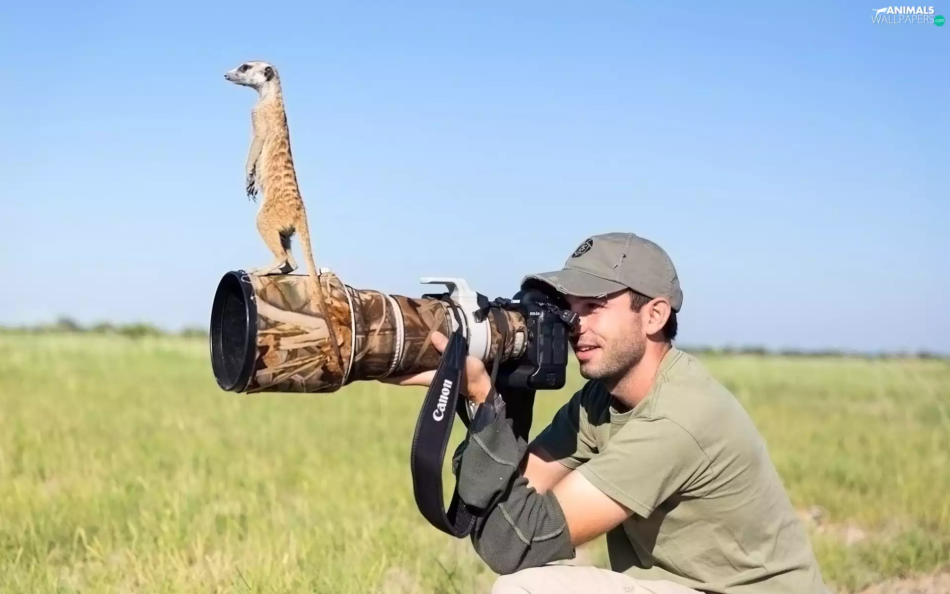 Meerkat, Meadow, photographer, objective, a man