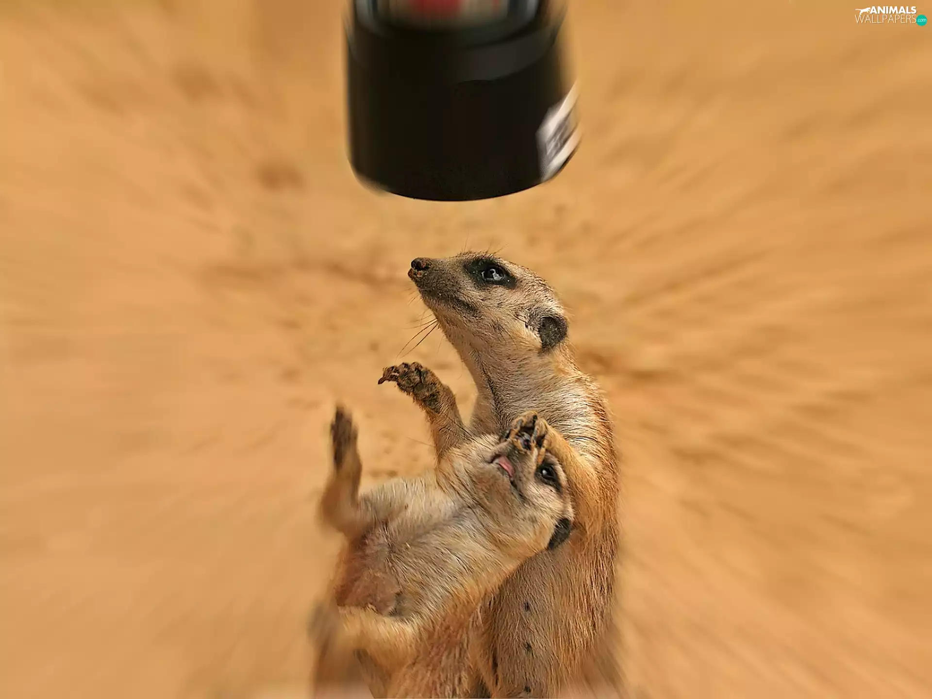 objective, Two, Meerkats