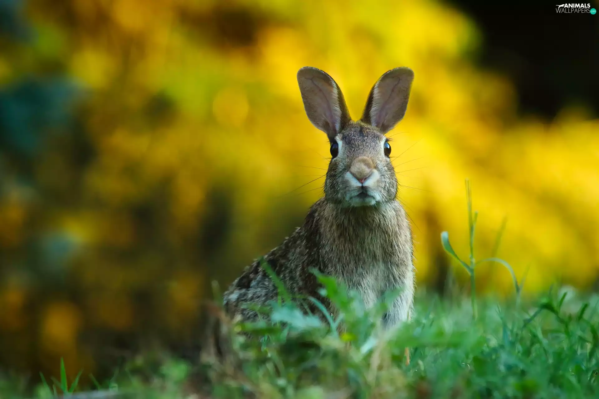 grass, Wild Rabbit, observer