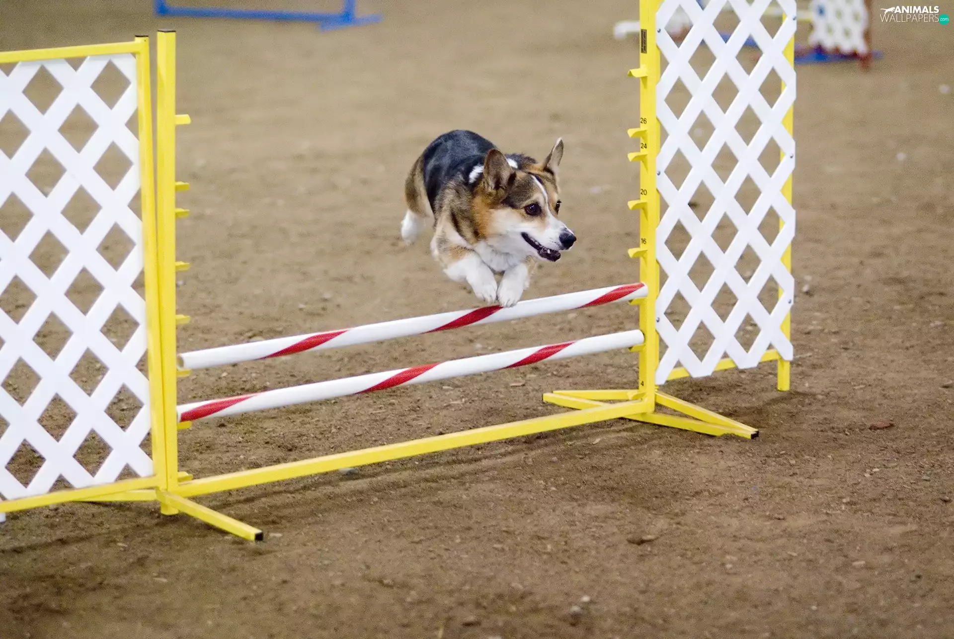 Welsh corgi pembroke, obstacle