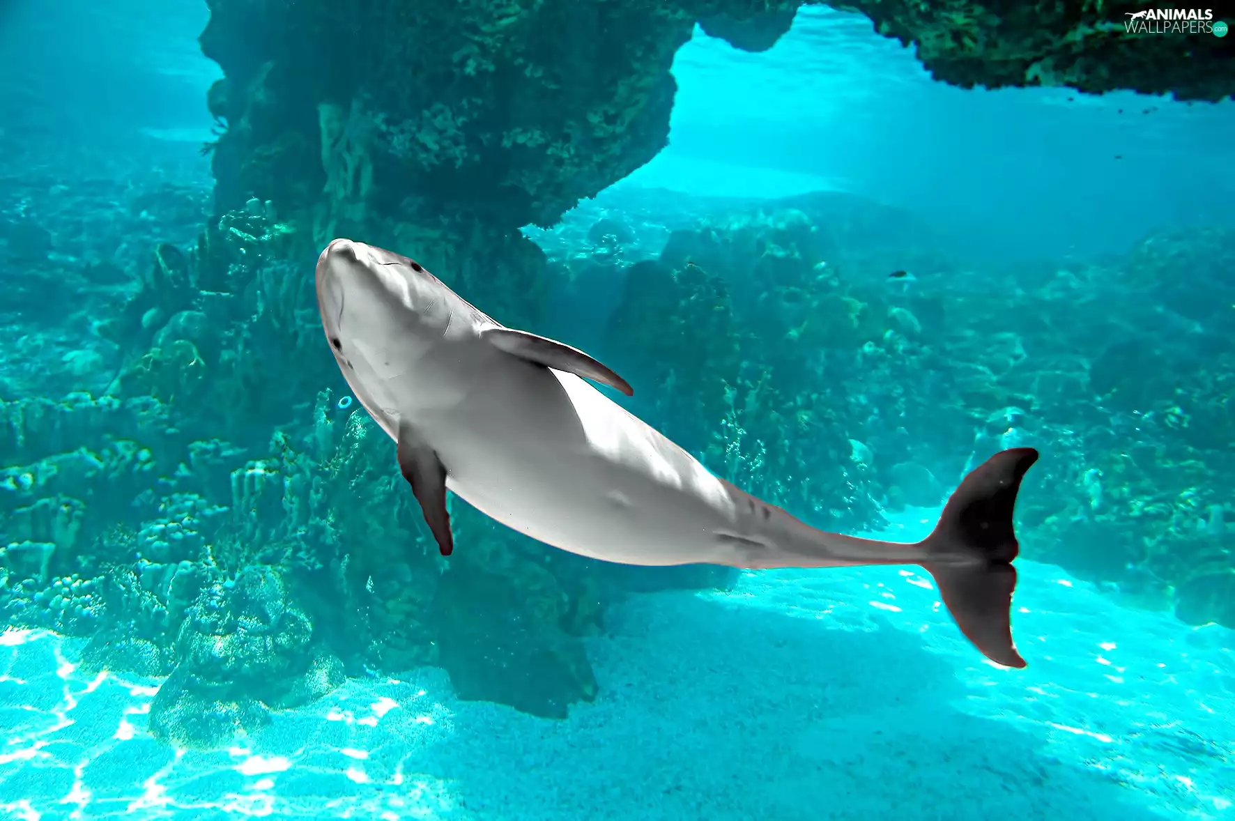 ocean, dolphin, azure