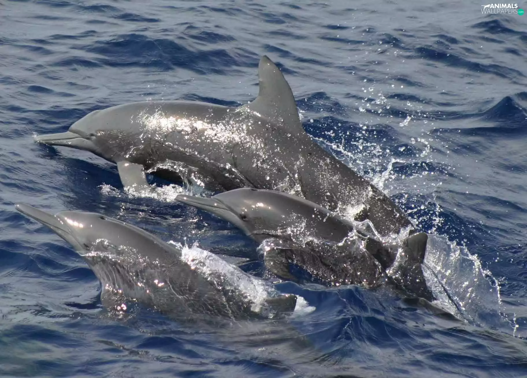 Ocean, Three, dolphins