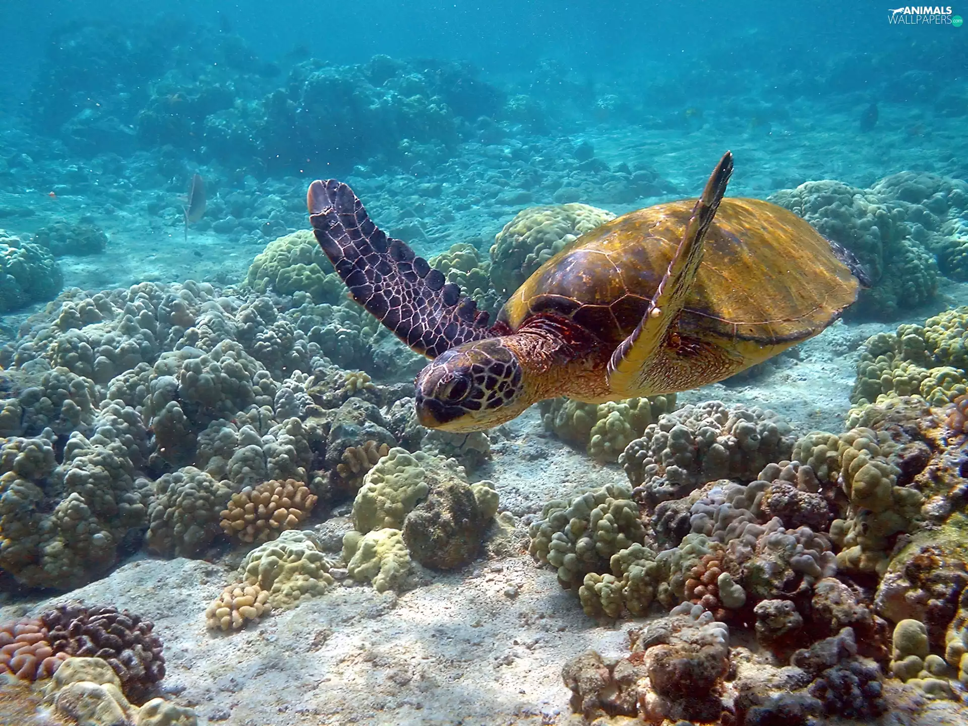Ocean, turtle, water