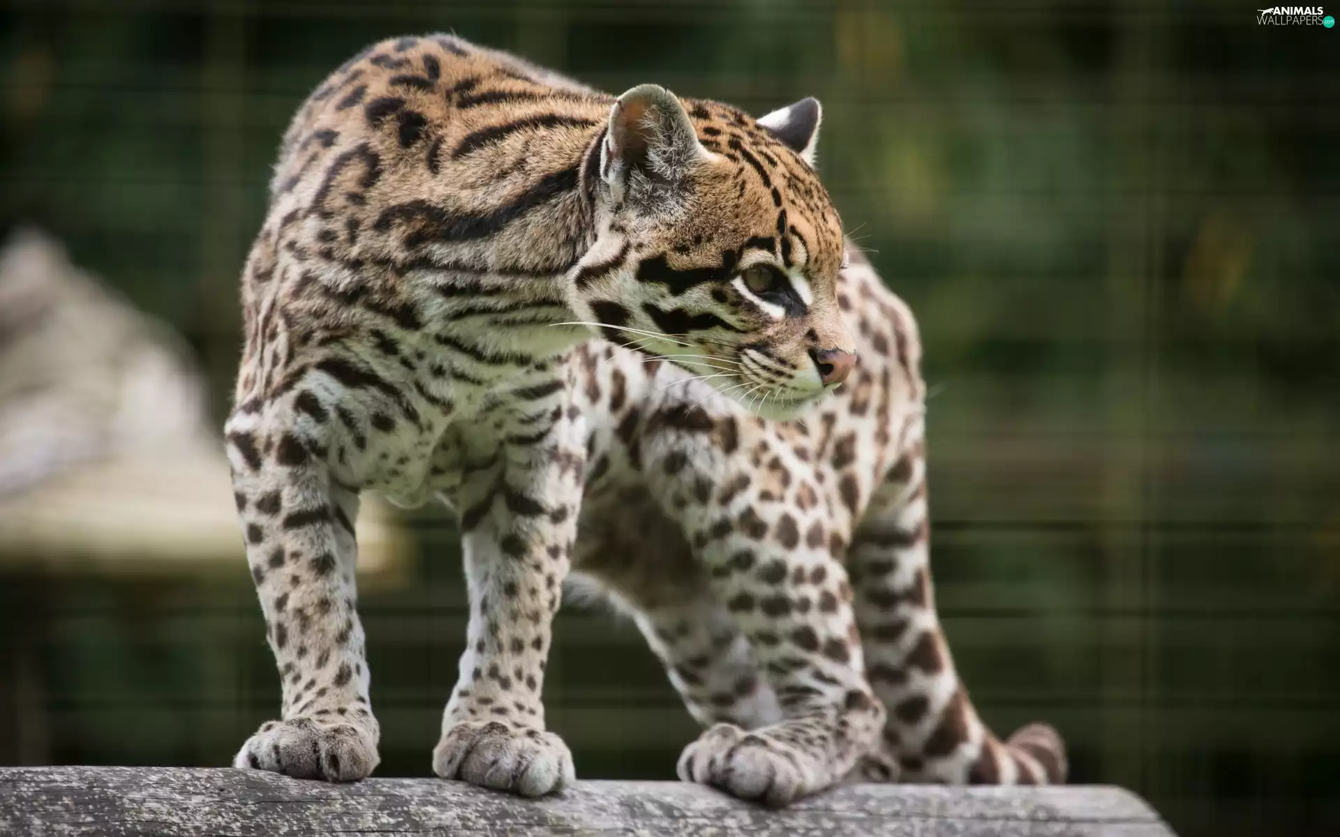 ocelot