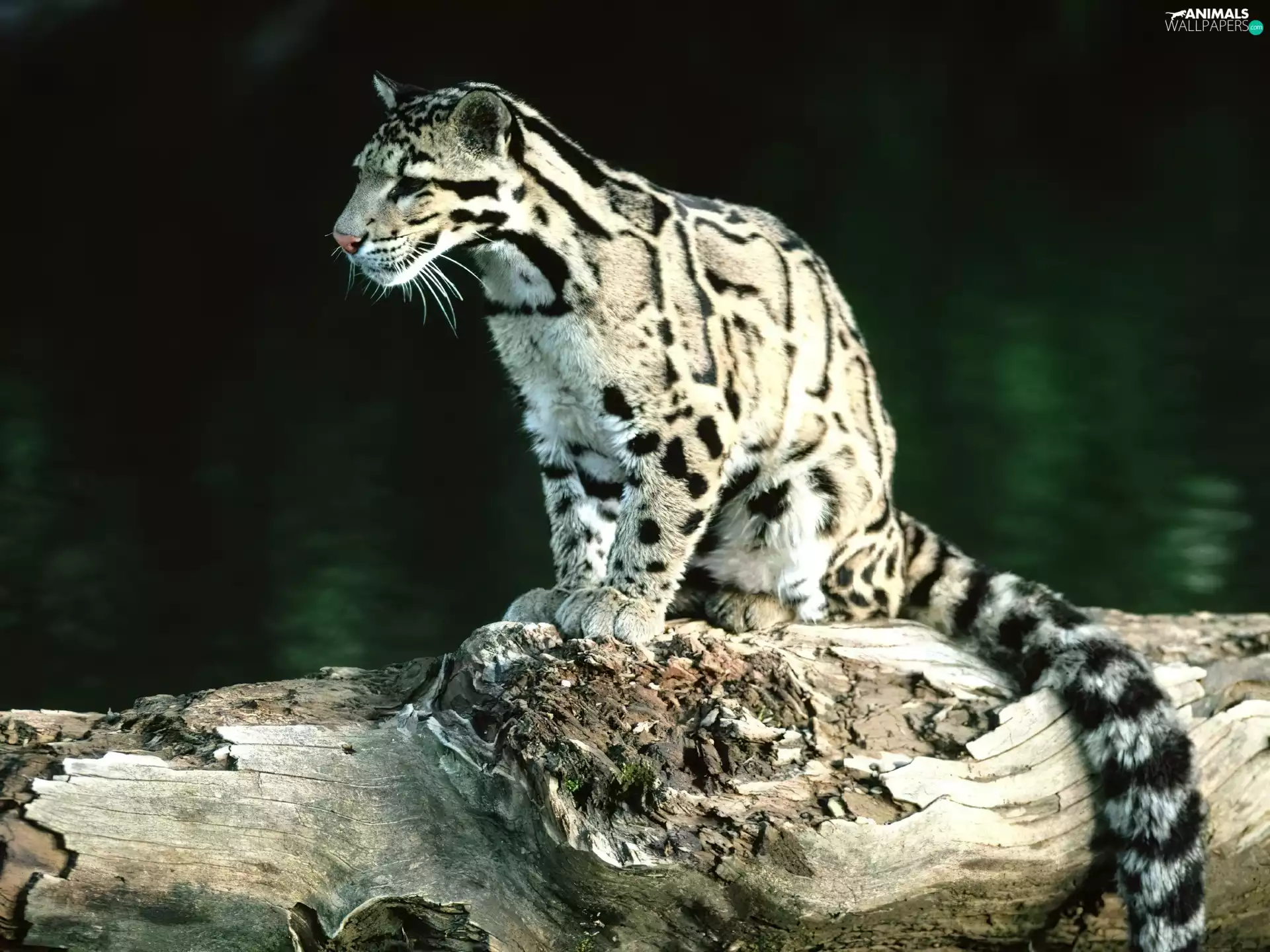 ocelot