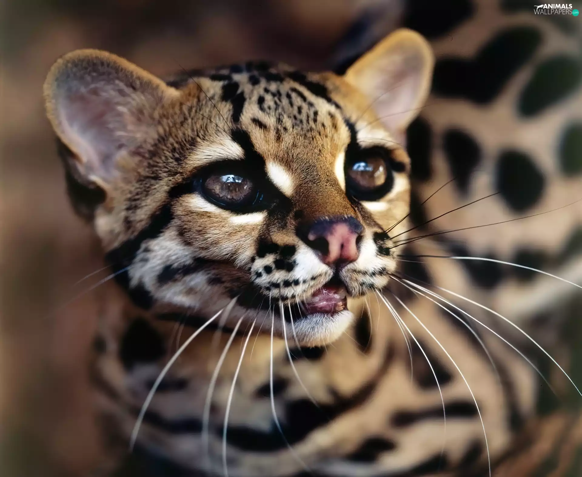 ocelot, Drapieżnik