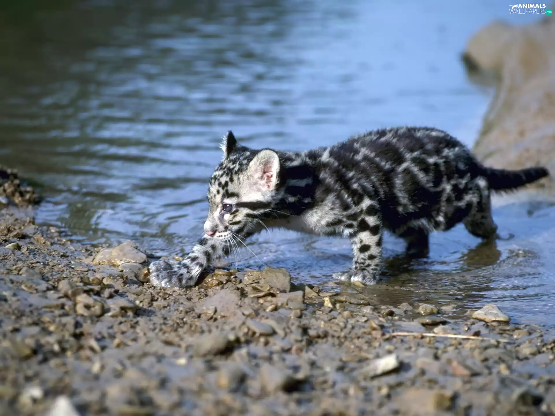 ocelot, River