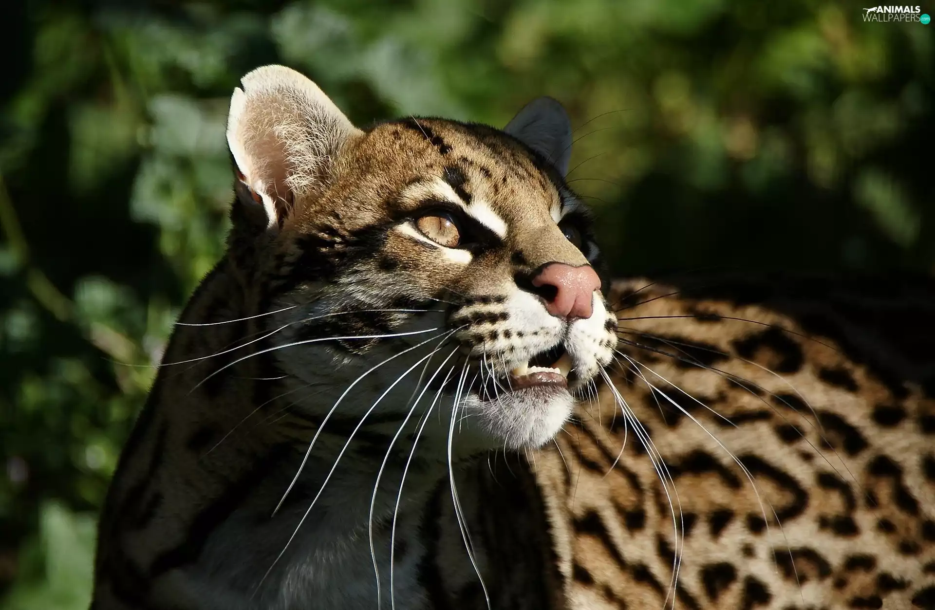 The look, Beatyfull, ocelot