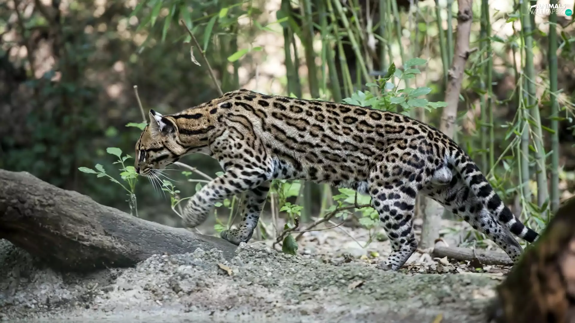 viewes, ocelot, trunk, trees, forest