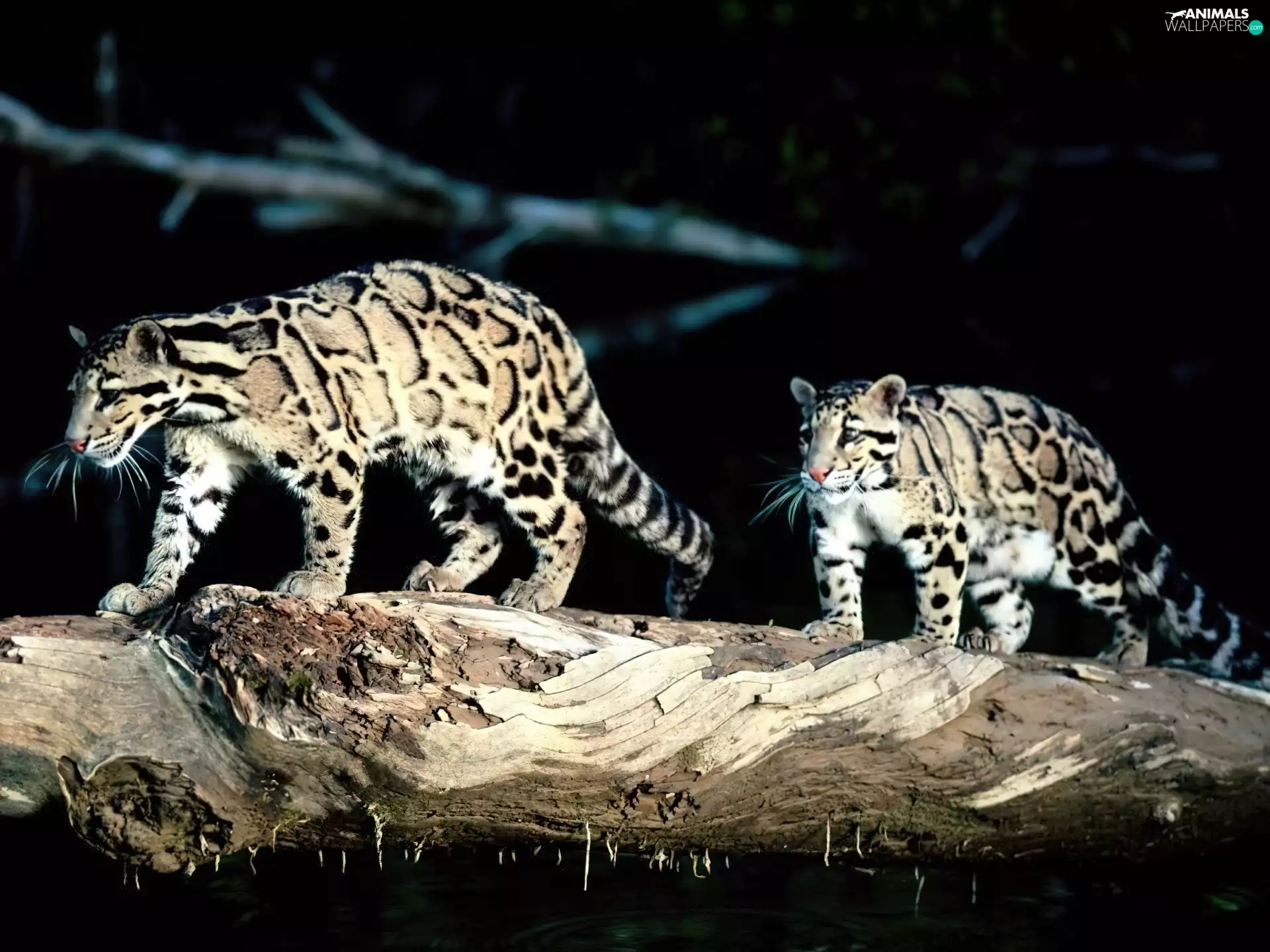 Ocelots