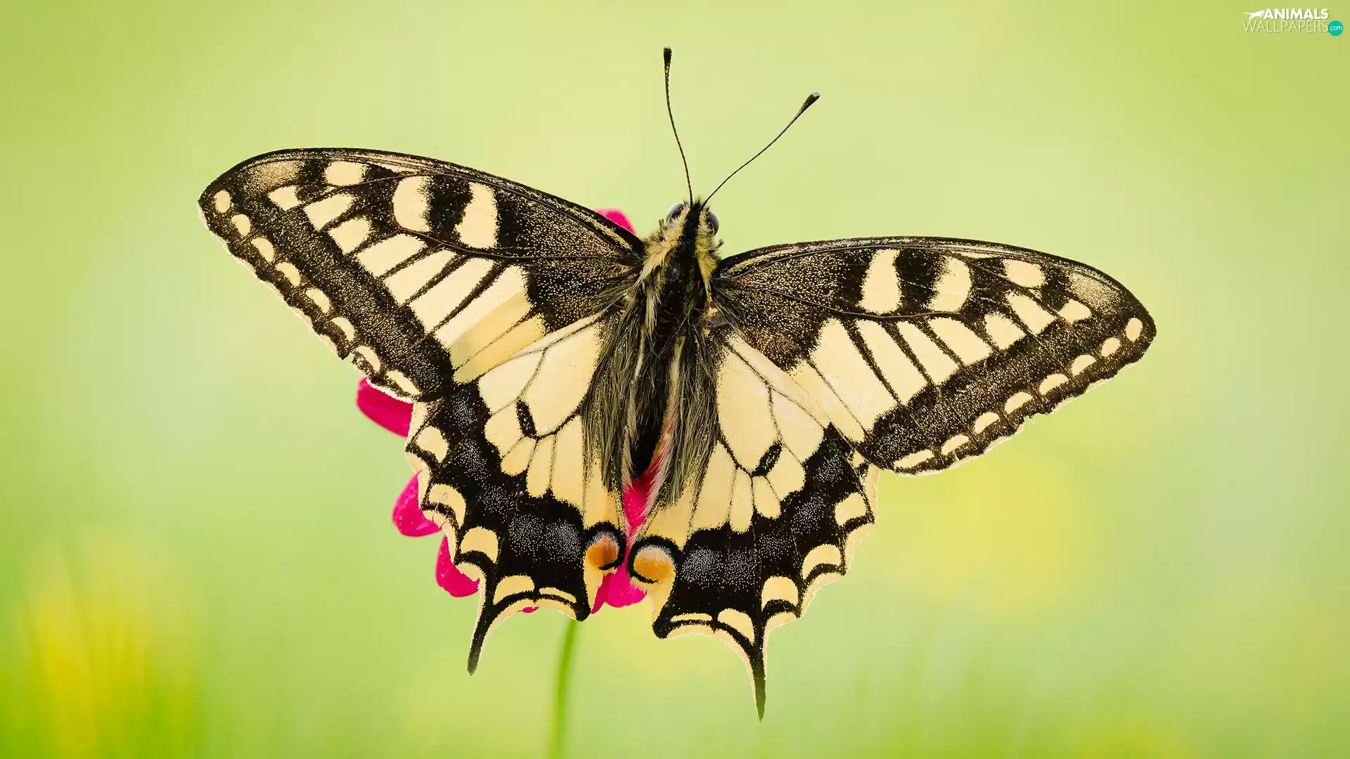 green ones, background, Oct Queen, Close, butterfly