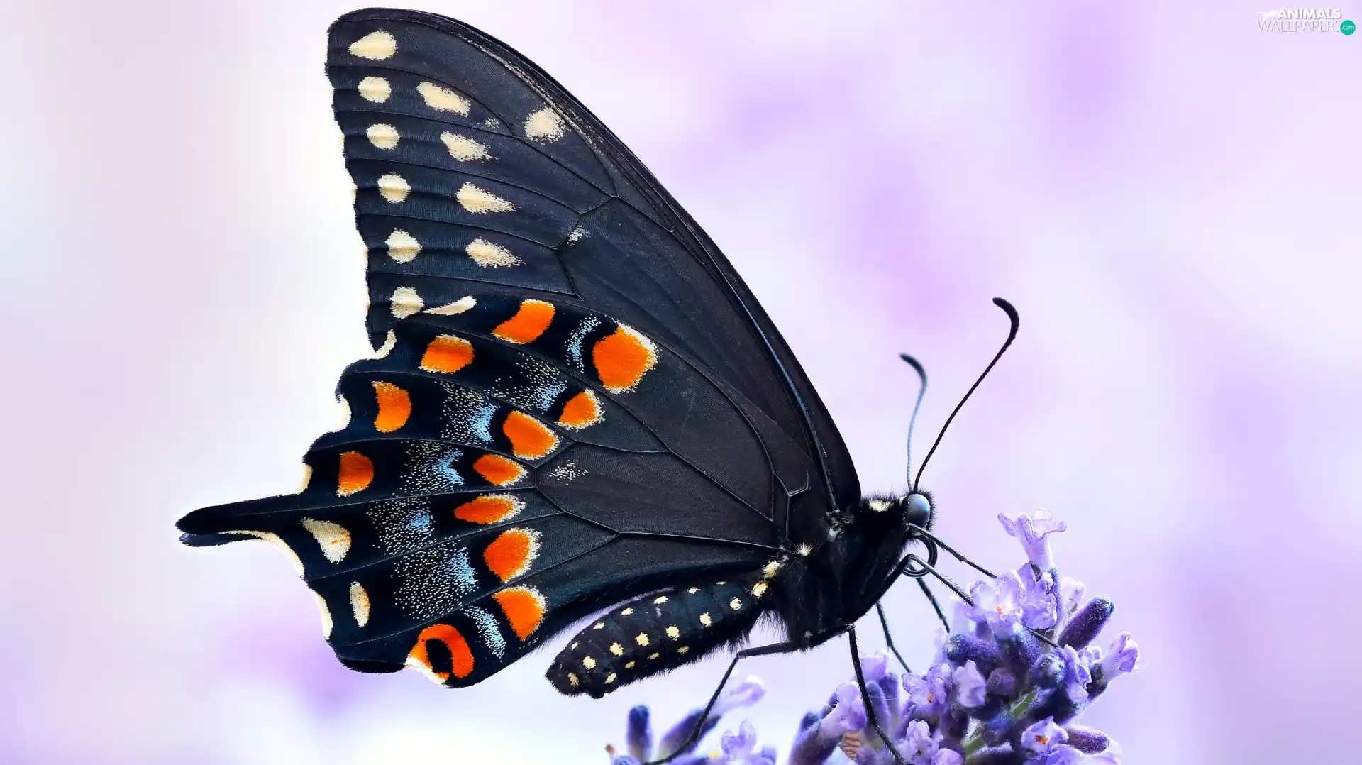 lavender, Close, Black, Oct Queen, butterfly