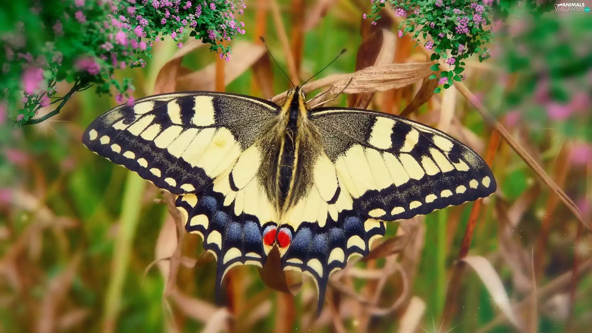 Oct Queen, butterfly