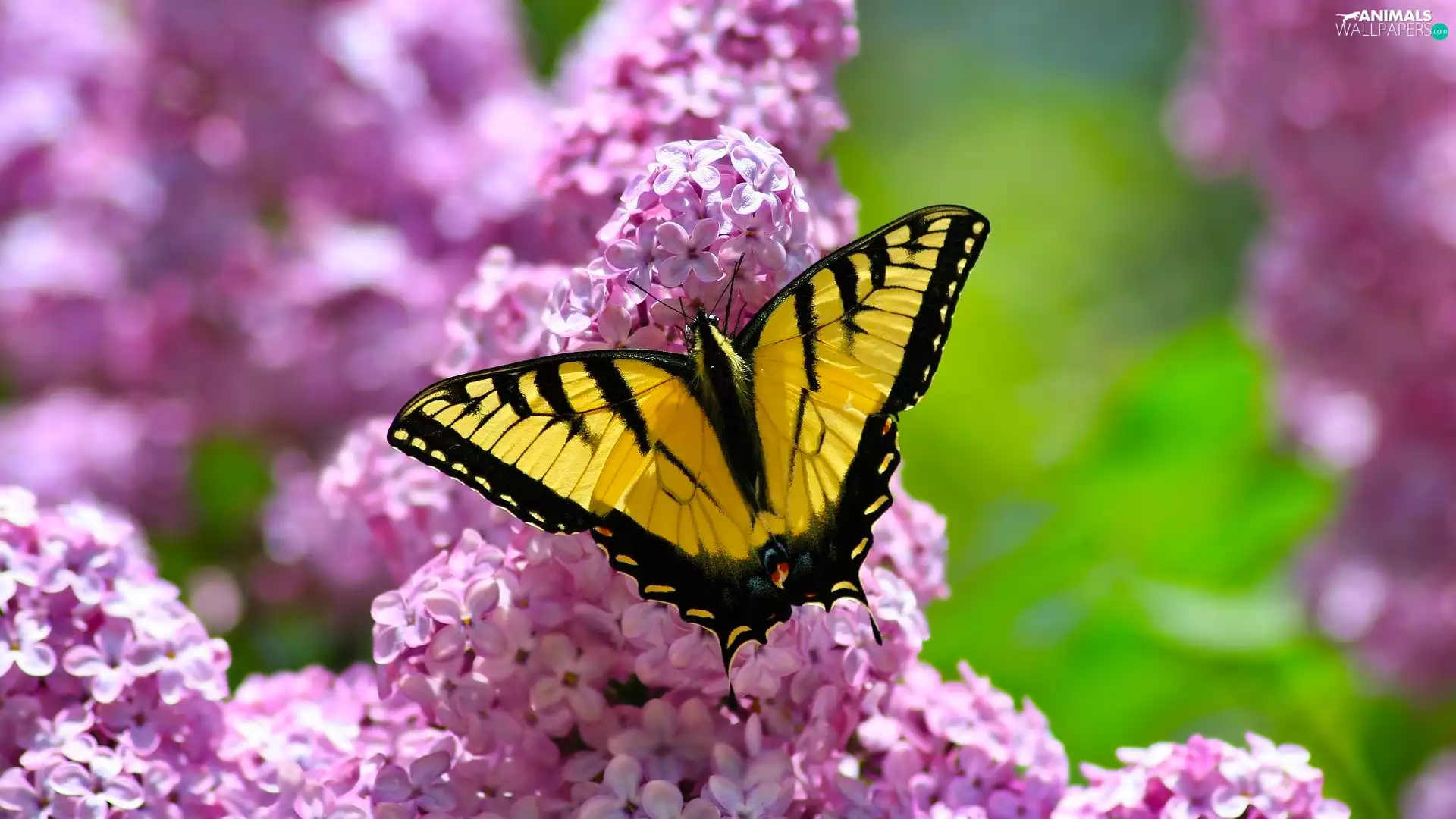 flower, Syringa, butterfly, Oct Queen, Yellow-Black