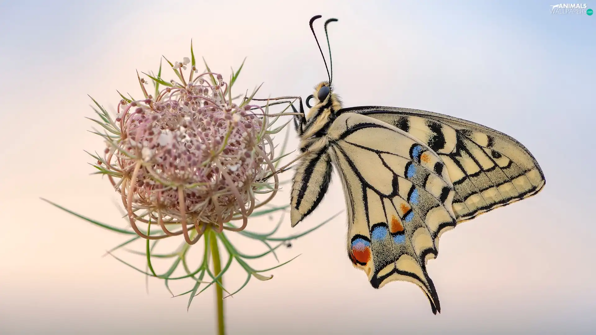 Wild Carrot, Close, Oct Queen, plant, butterfly