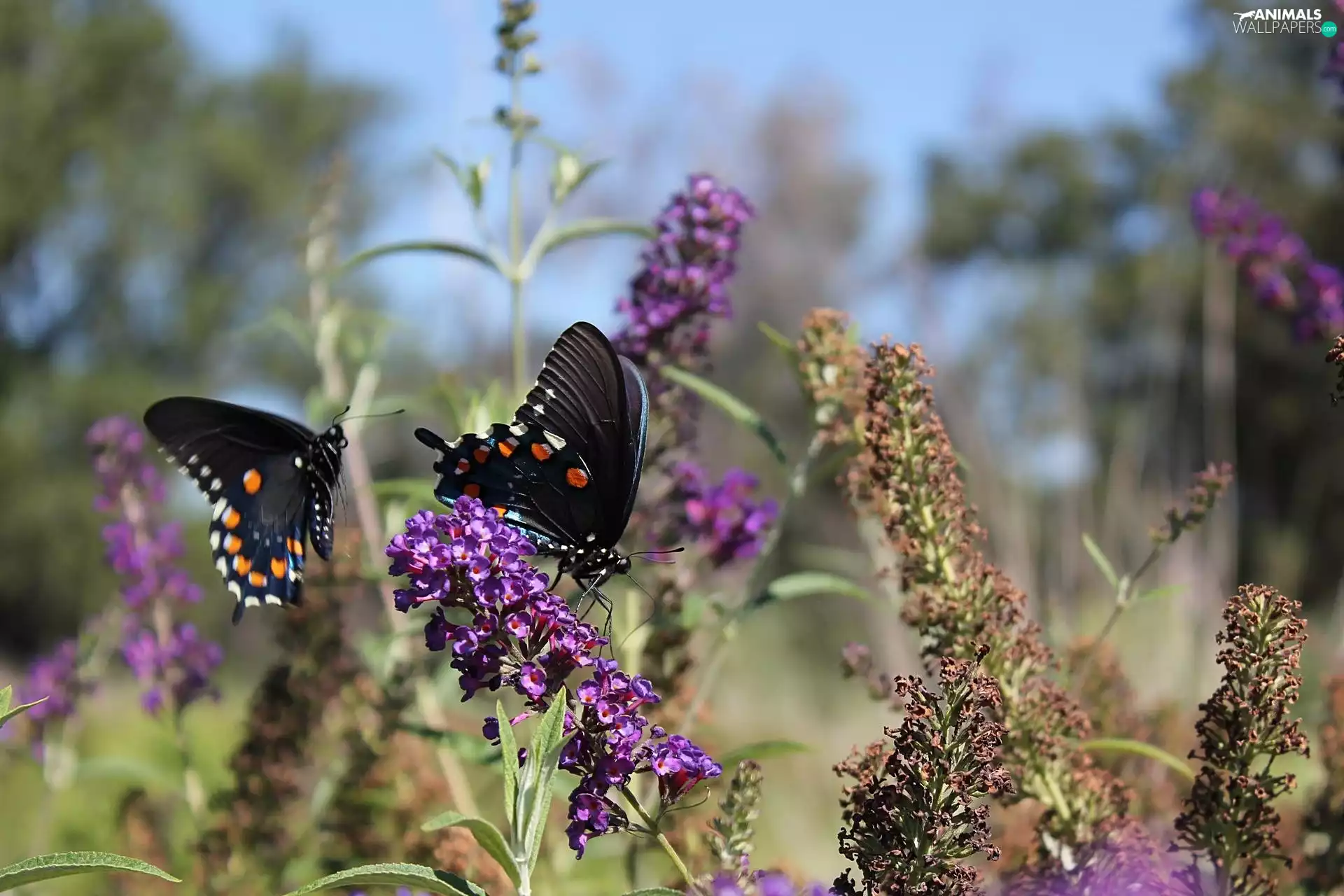 Black, Oct Queen, Plants, butterflies
