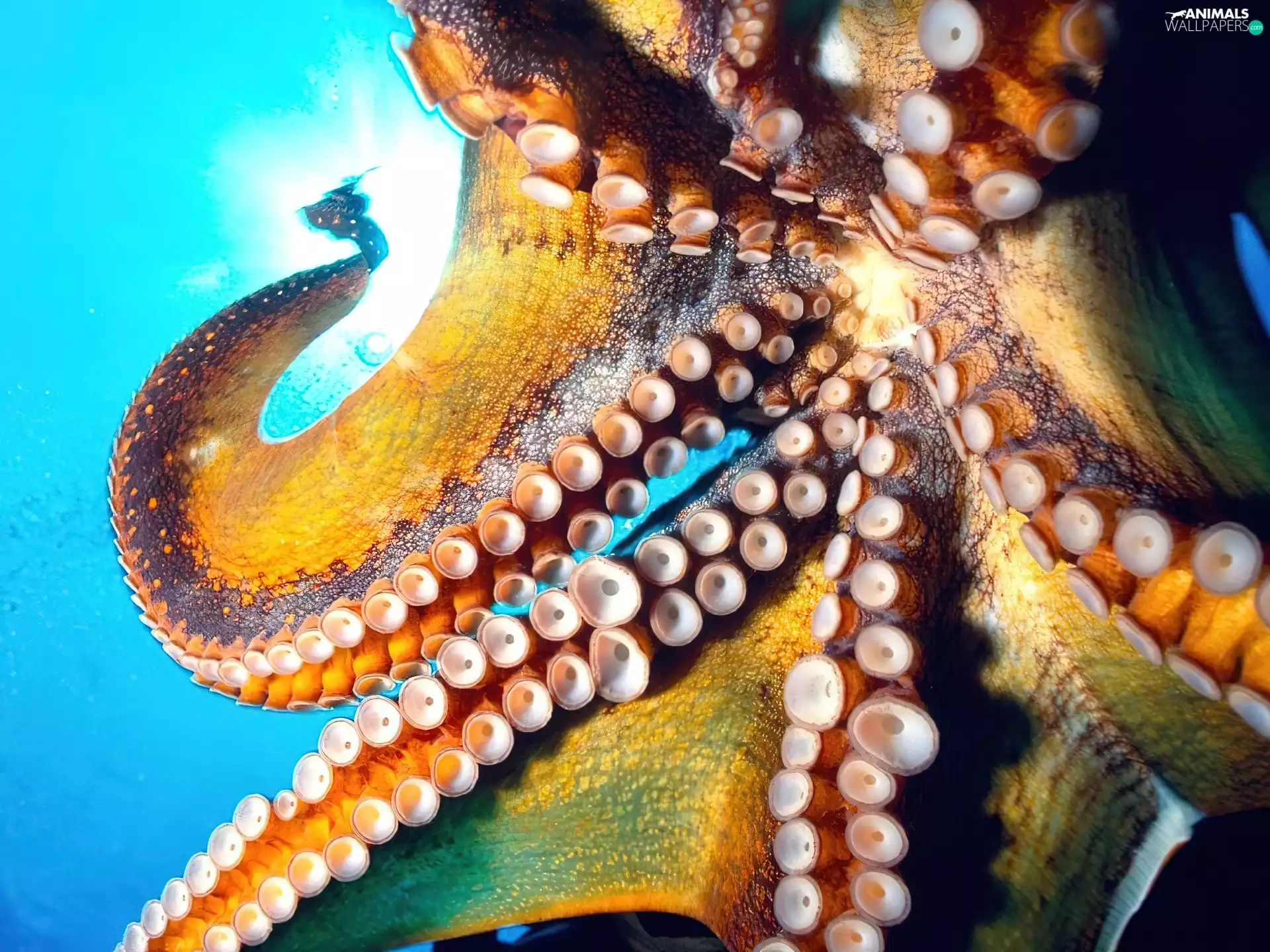 Octopus