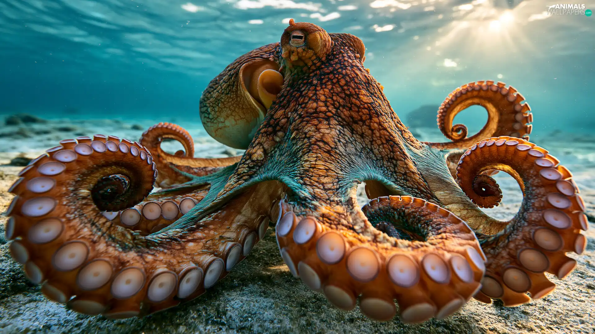 Ai, deep-sea, Octopus