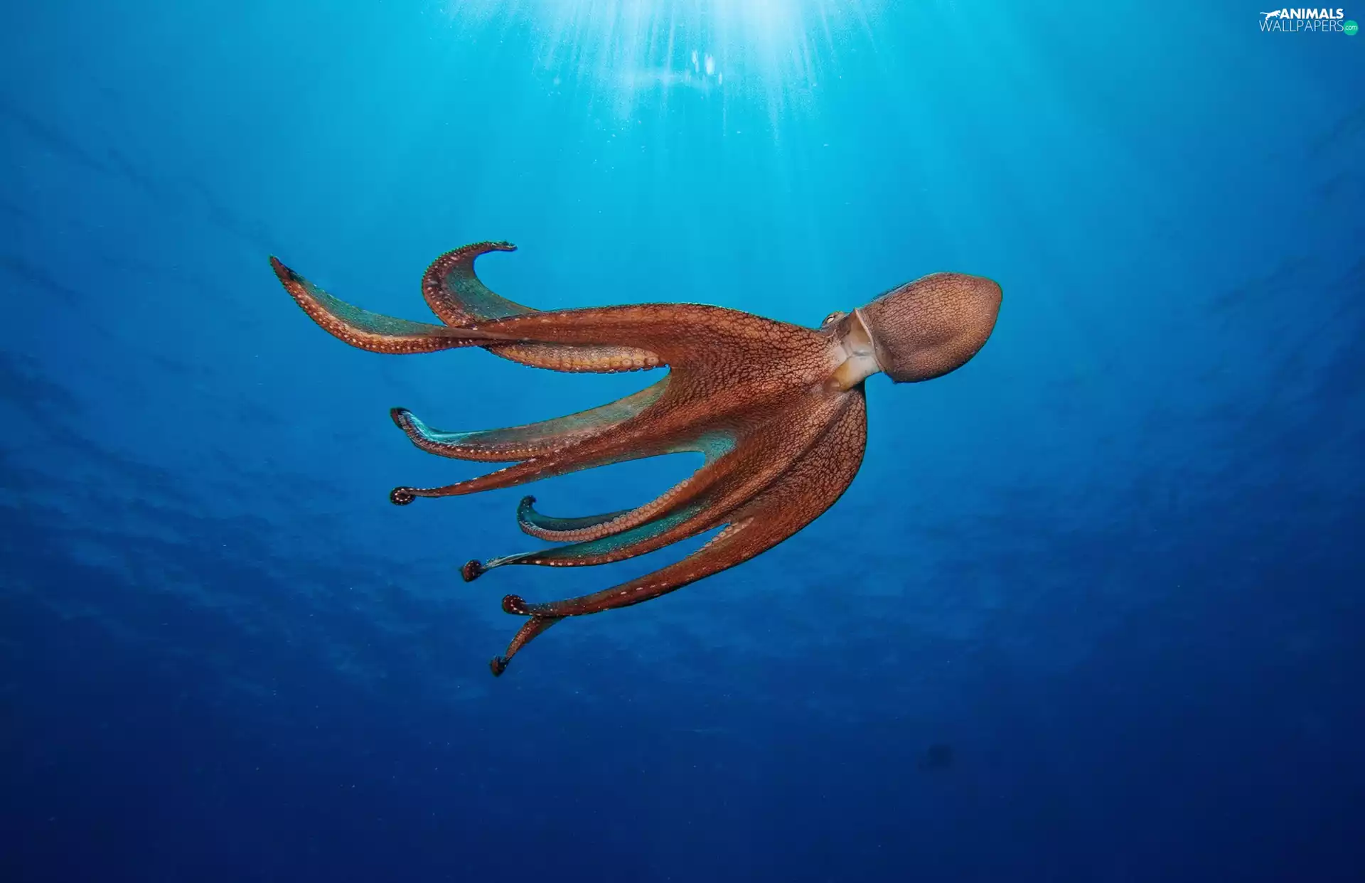Octopus, Ocean