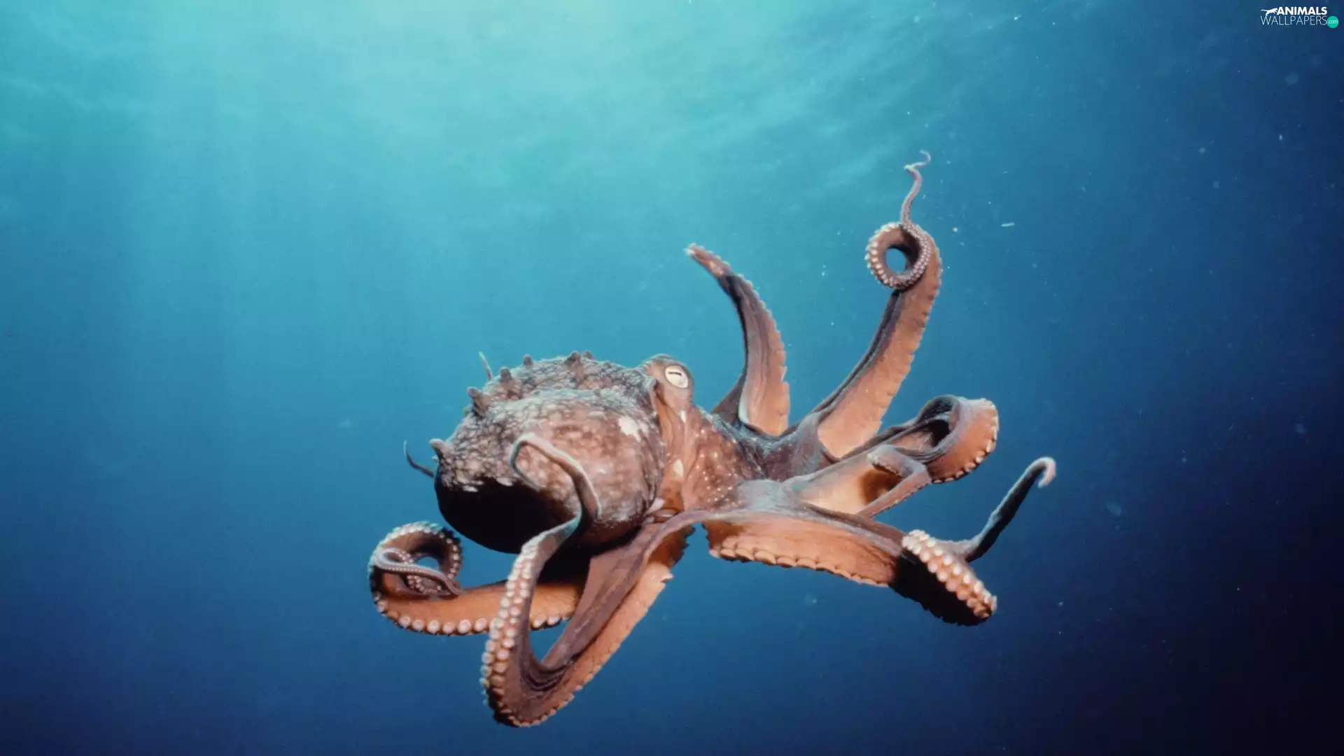 Octopus, Ocean