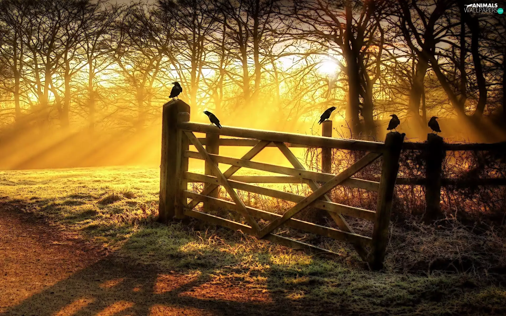 Ravens, Gate, rays of the Sun, Fance