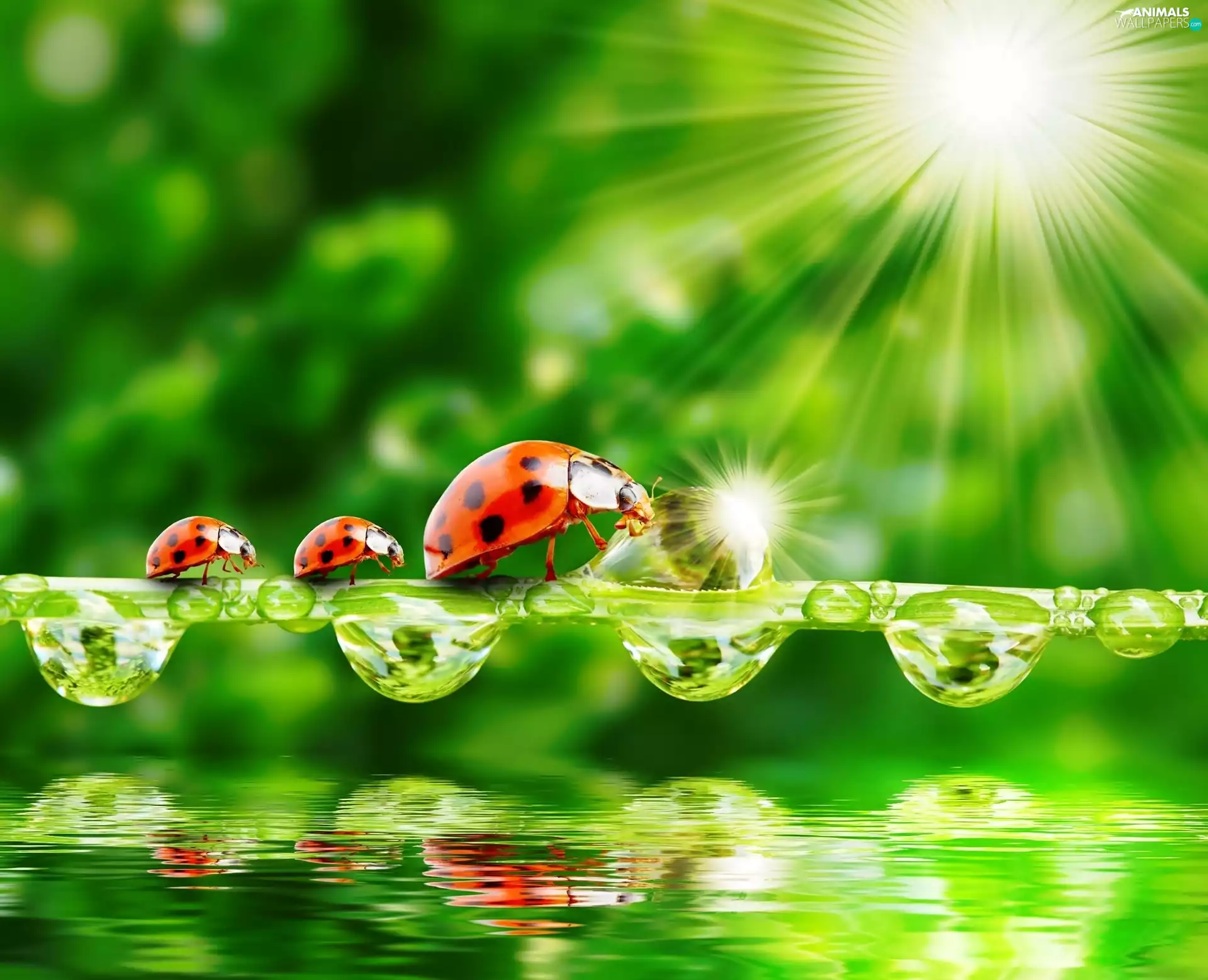 ladybugs, water, rays of the Sun, drops
