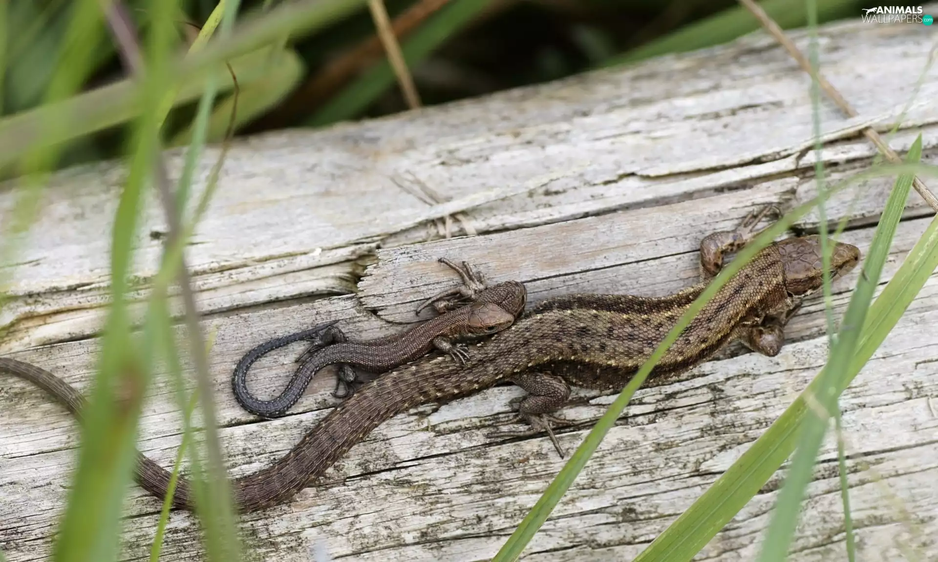 Two, of Sand, female, Lizards