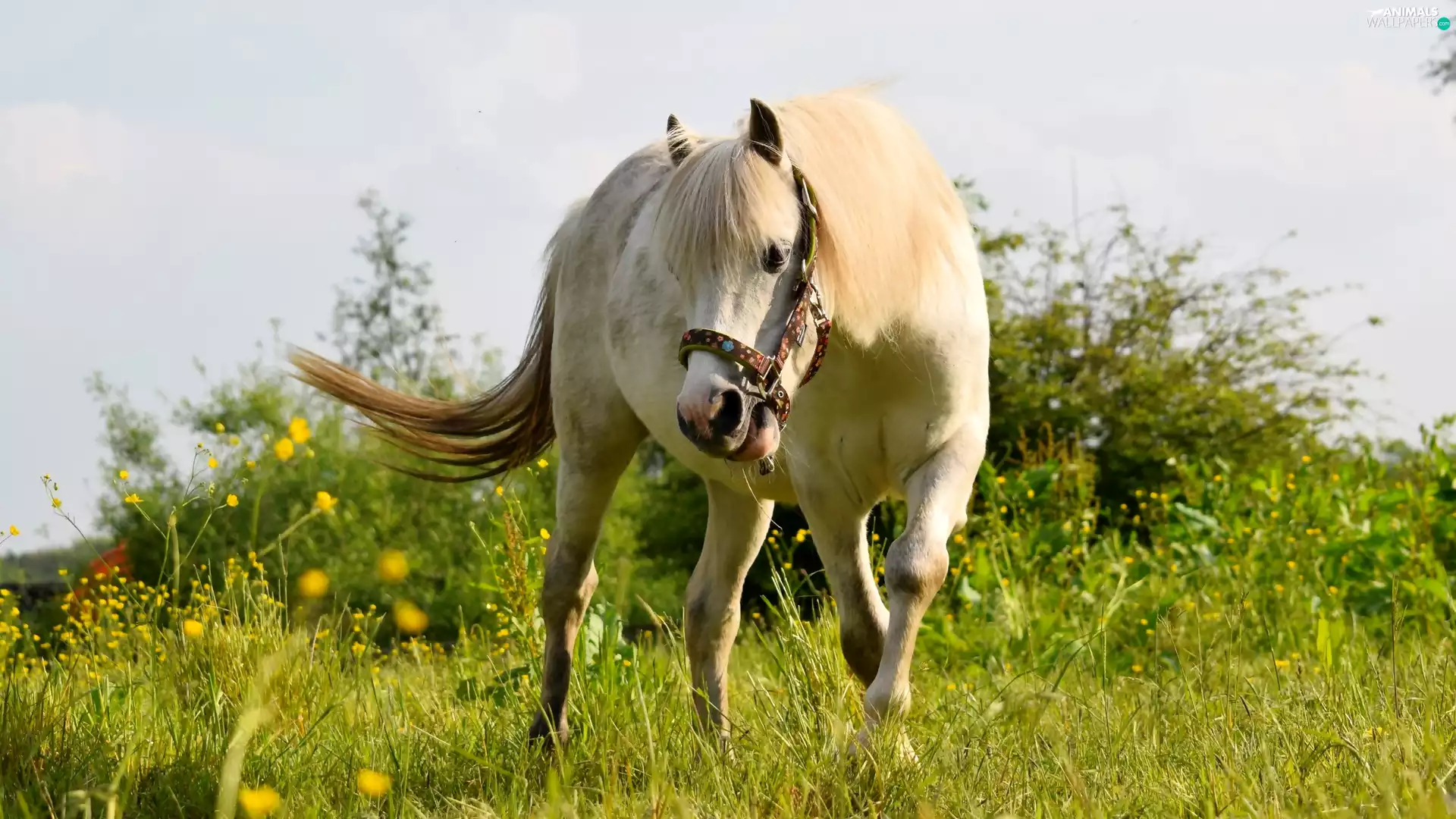 Meadow, Horse, Pearl Ointment