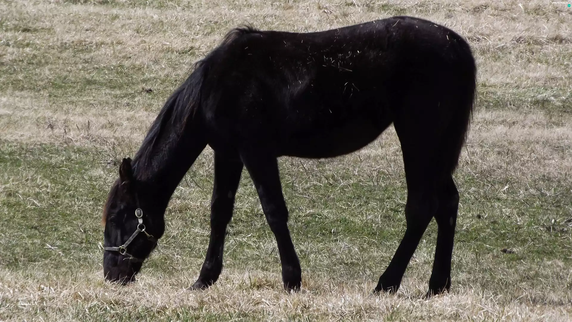 Horse, black, pasture, Ointments