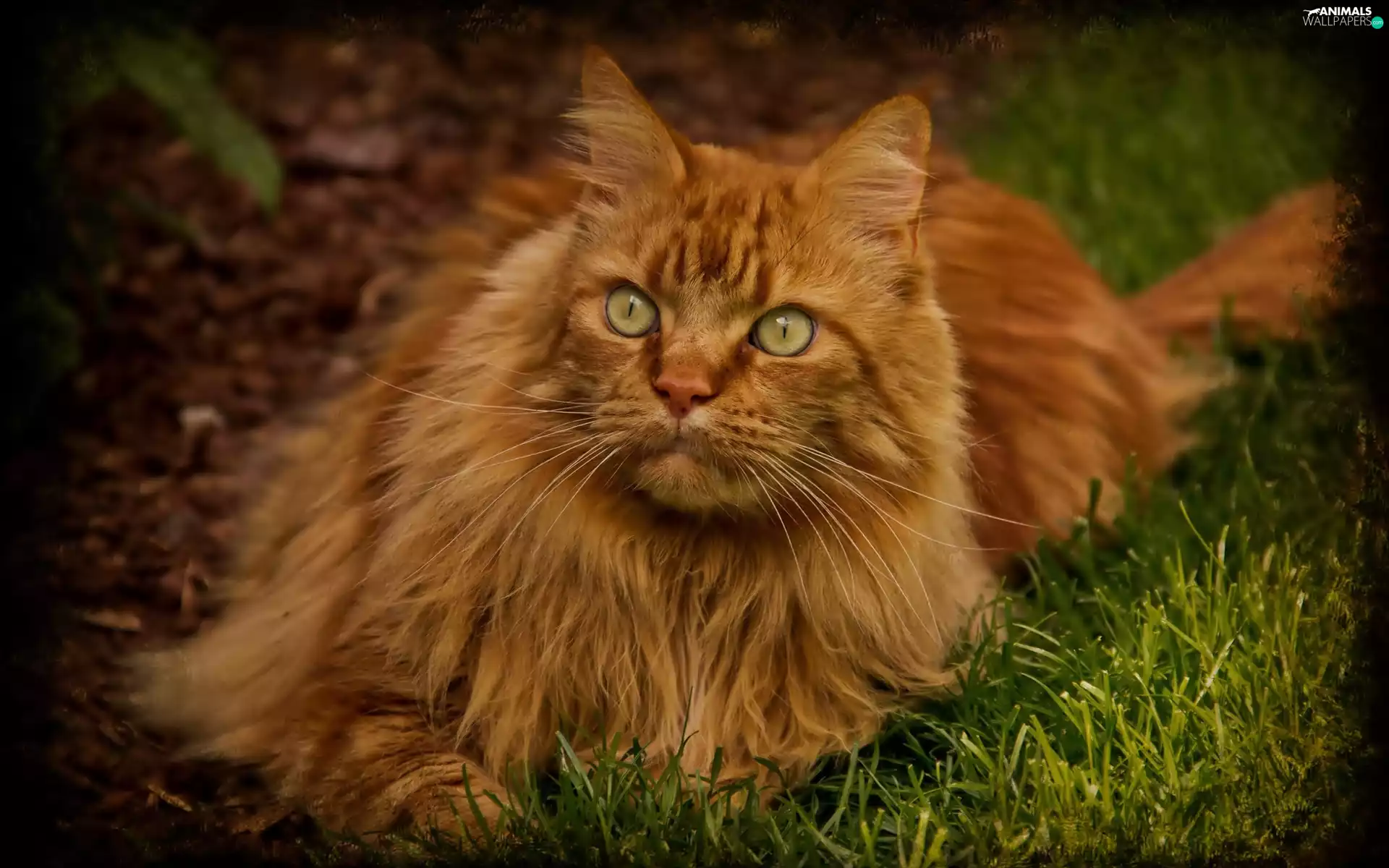 brown, Ointments, Norwegian, forest, cat