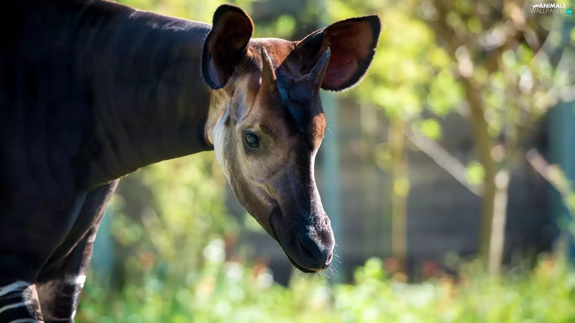 Okapi, Head