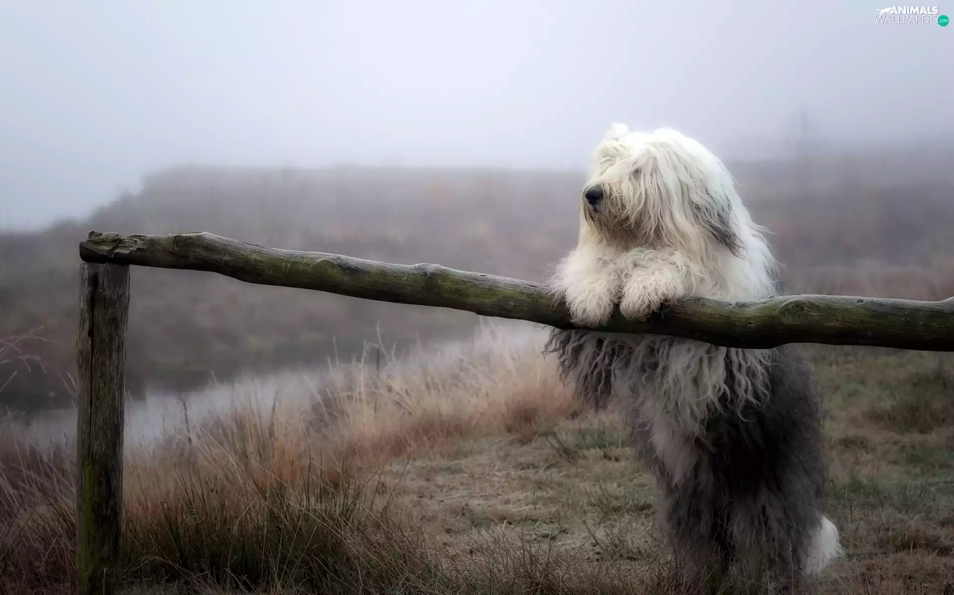 Old English Sheepdog, Bobtail, car in the meadow, Fog, fence
