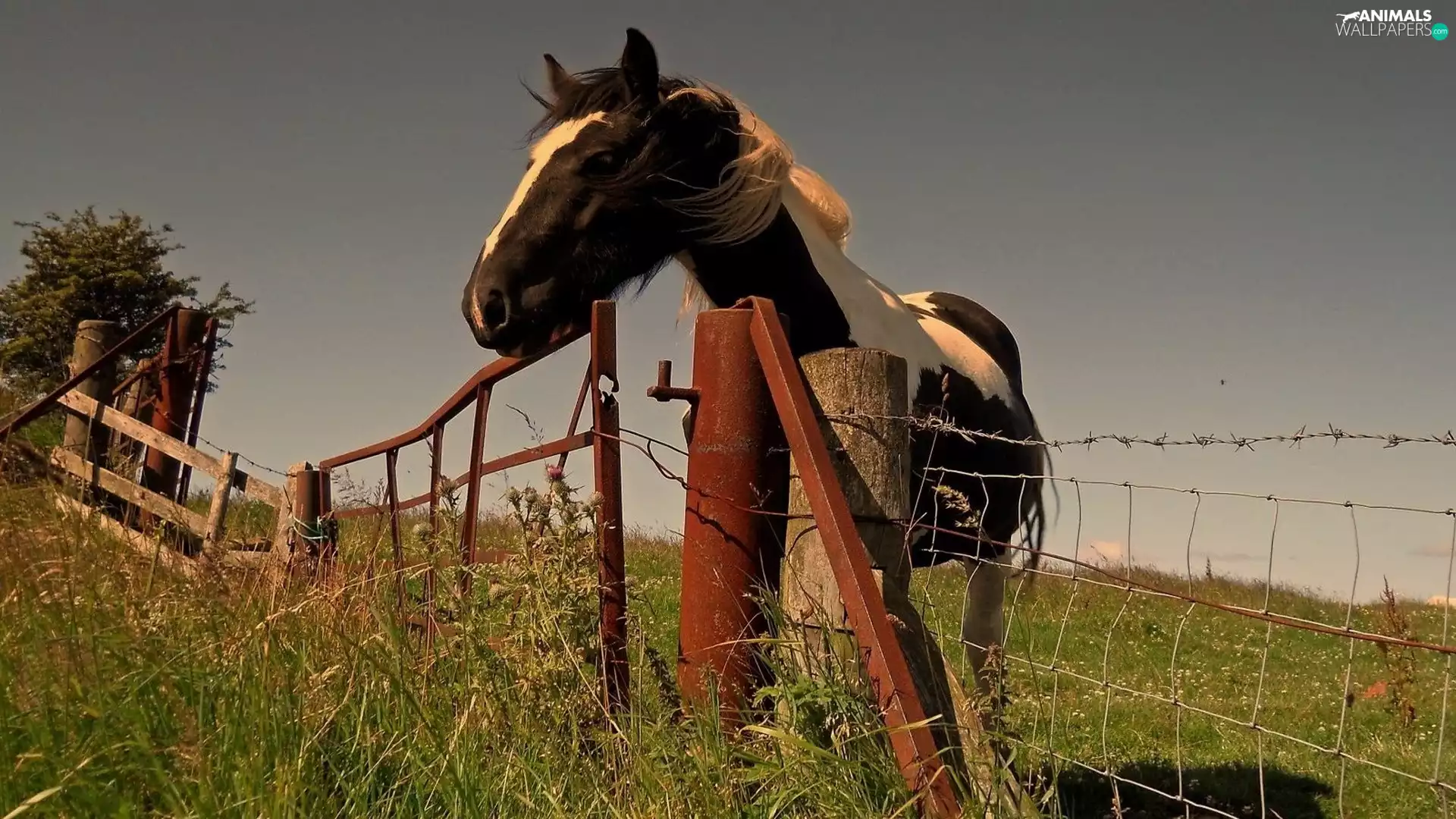 Meadow, fence, Horse, old