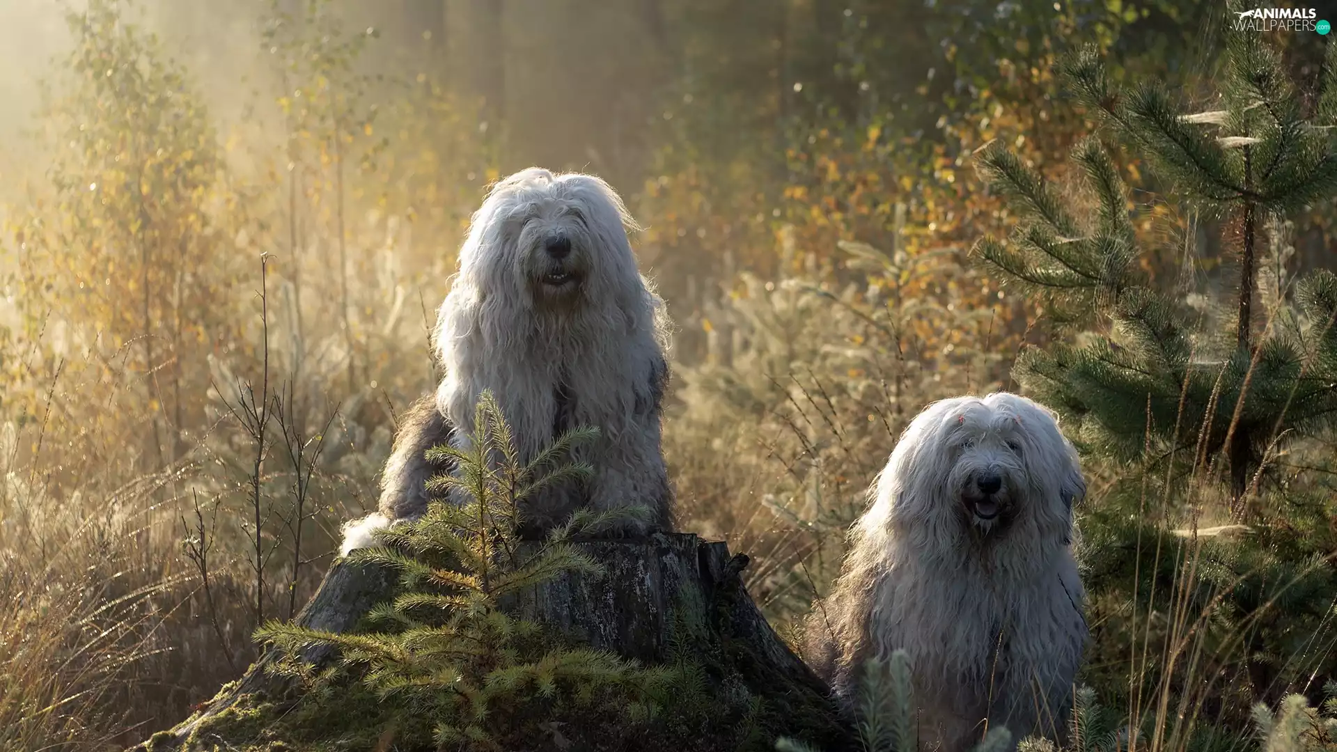 Old English Sheepdog Bobtail, Two cars, Sapling, forest, trunk, Dogs
