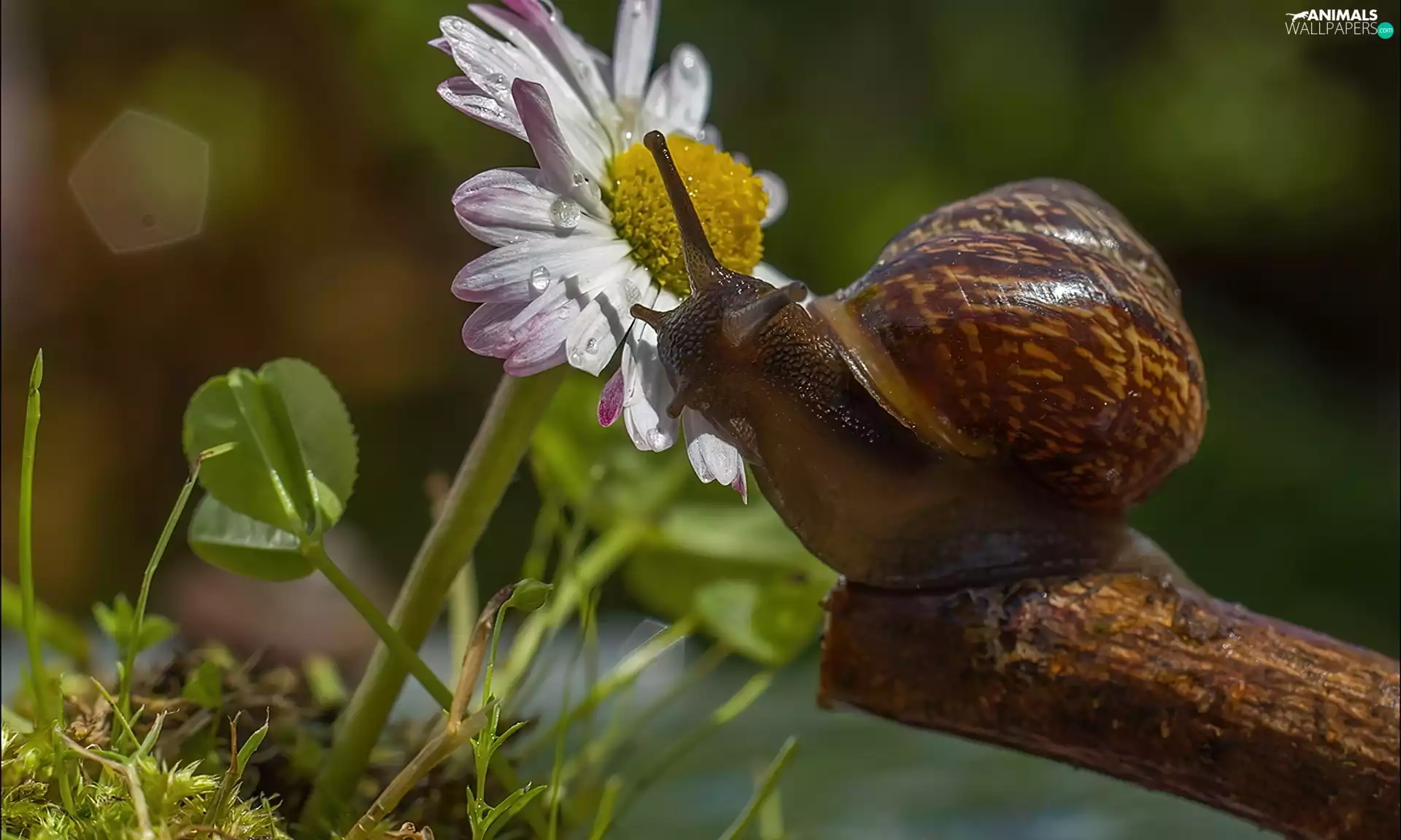 Aster, snail, Lod on the beach
