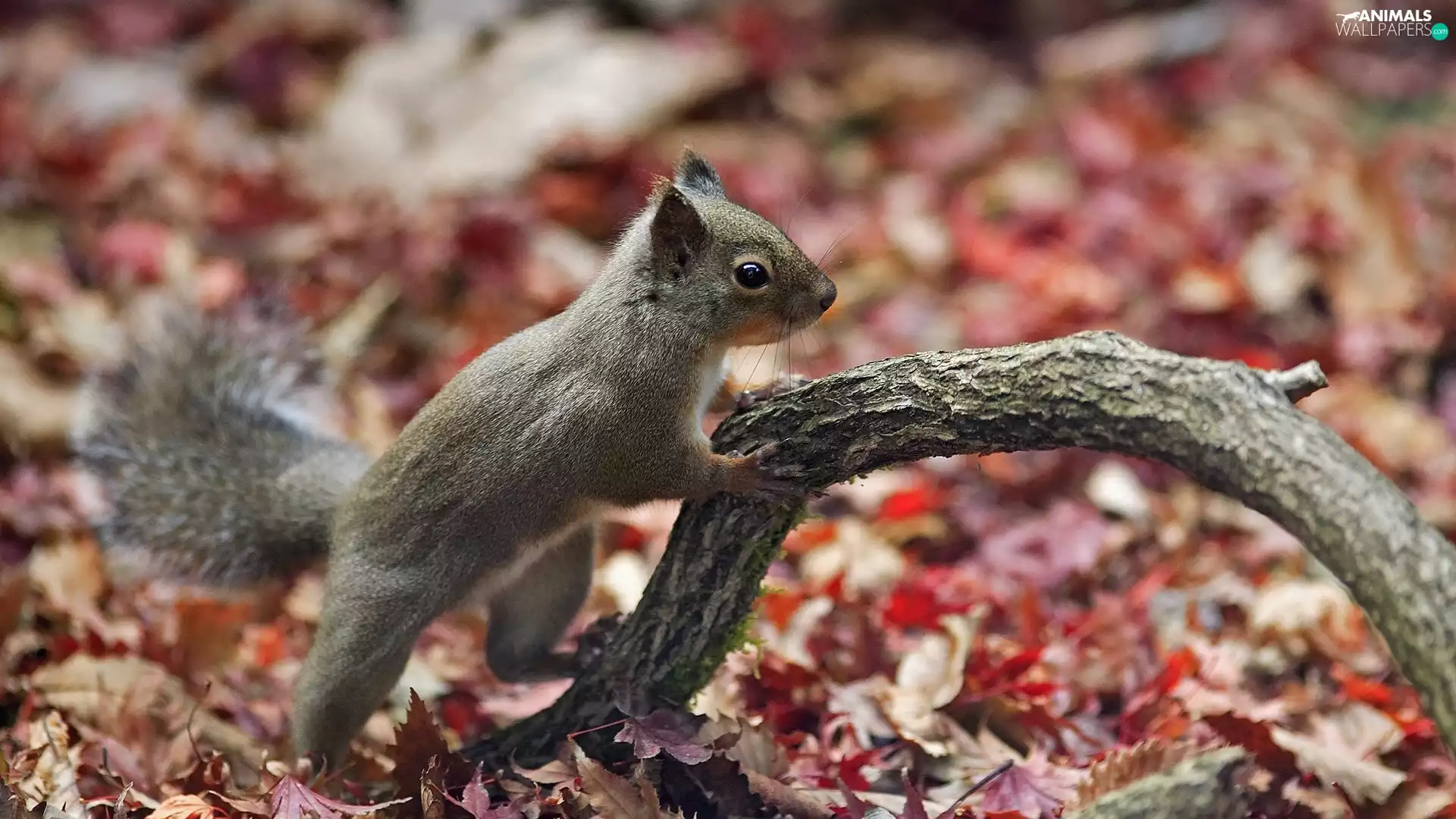 autumn, squirrel, Lod on the beach